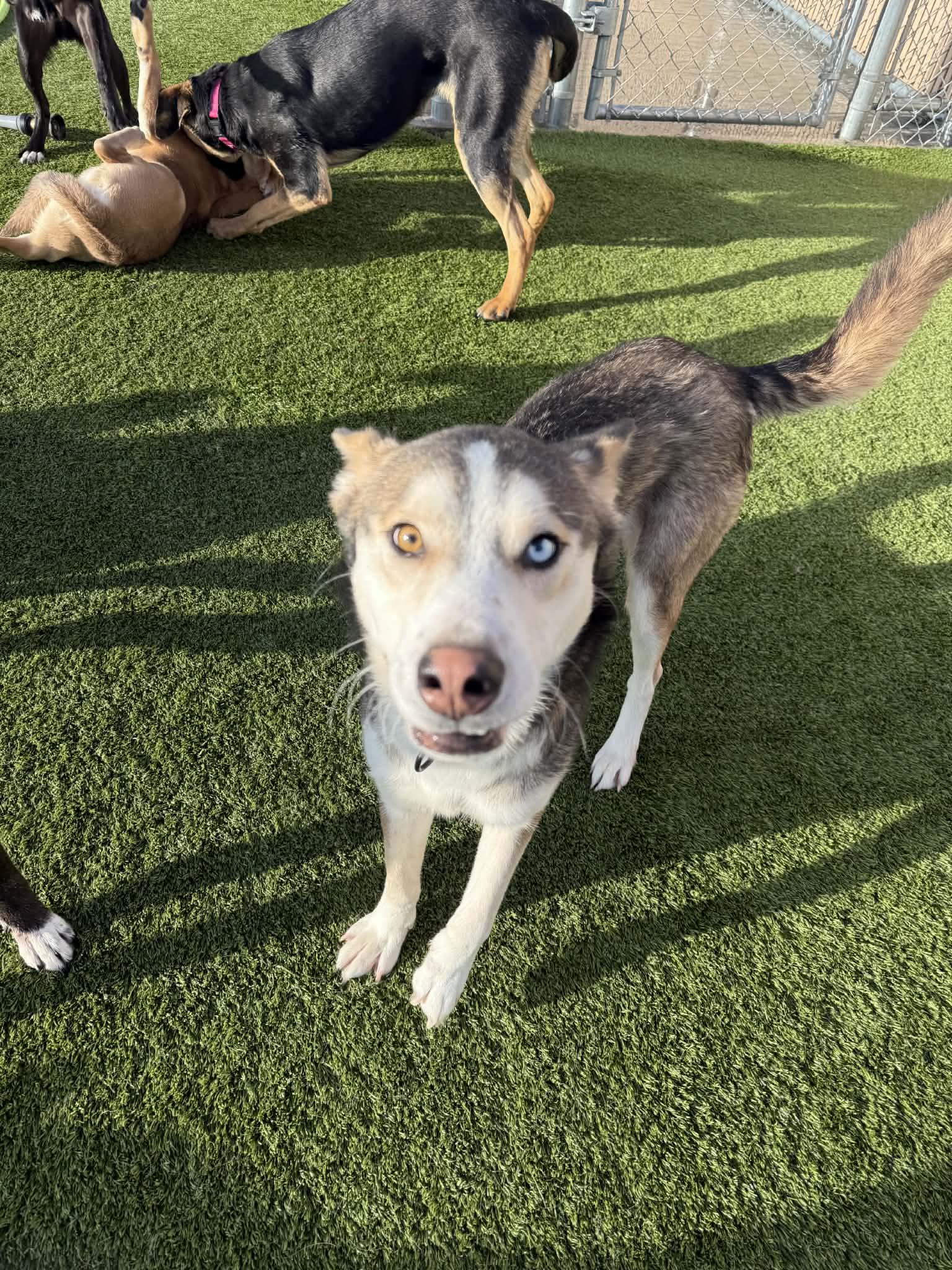 Apollo, a ADOPTABLE mixed breed in Liberty, MO image 4/5