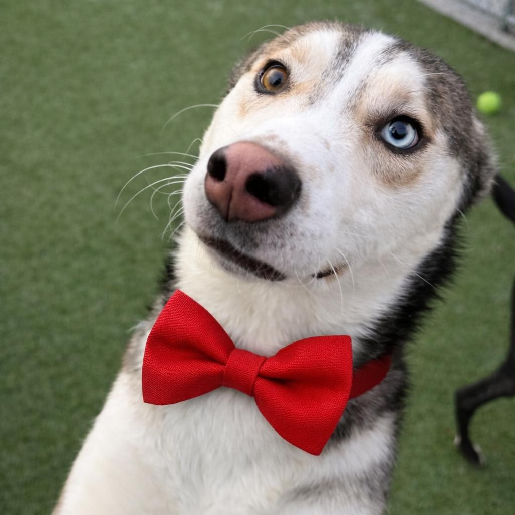 Enlarge Apollo, an adopted Husky in Liberty, MO image 2/6