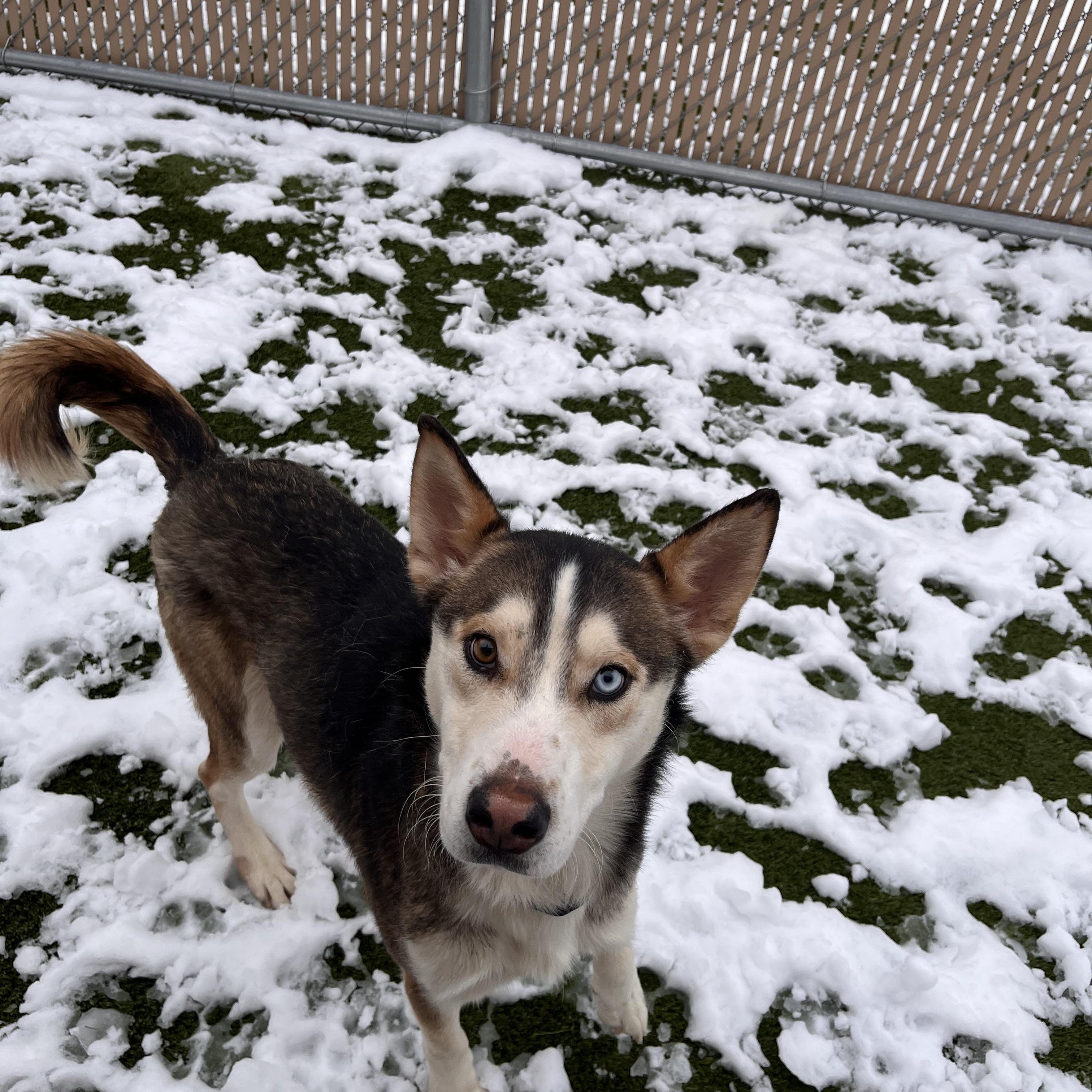 Apollo, a ADOPTABLE mixed breed in Liberty, MO image 5/5