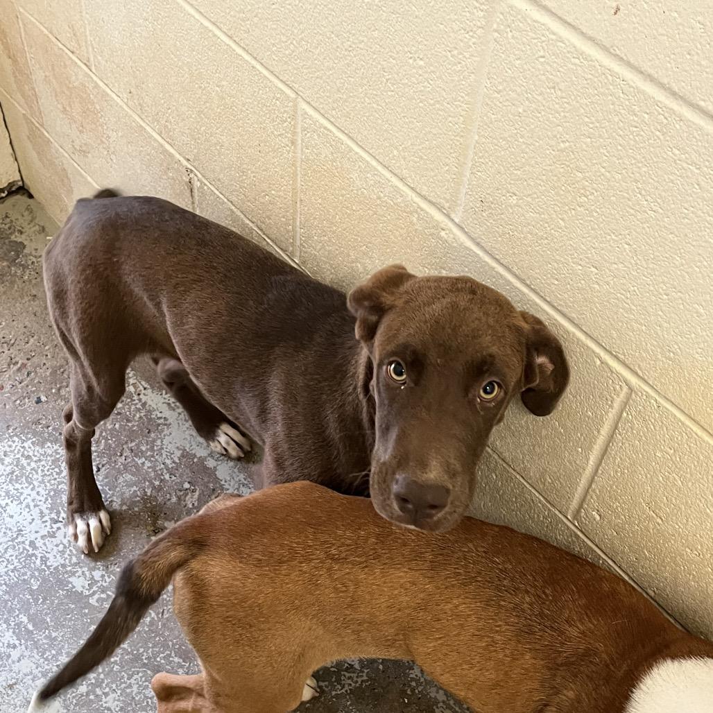 Enlarge Addie, a Adoptable mixed breed in Dillon, SC image 1/1