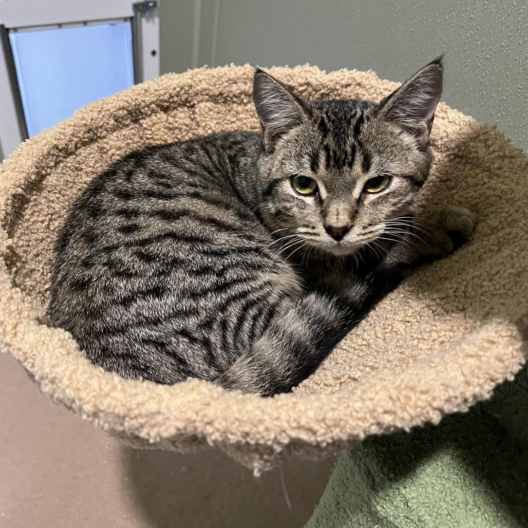 MAYHEM, Adoptable, Kitten Male Domestic Short Hair & Domestic Short Hair.