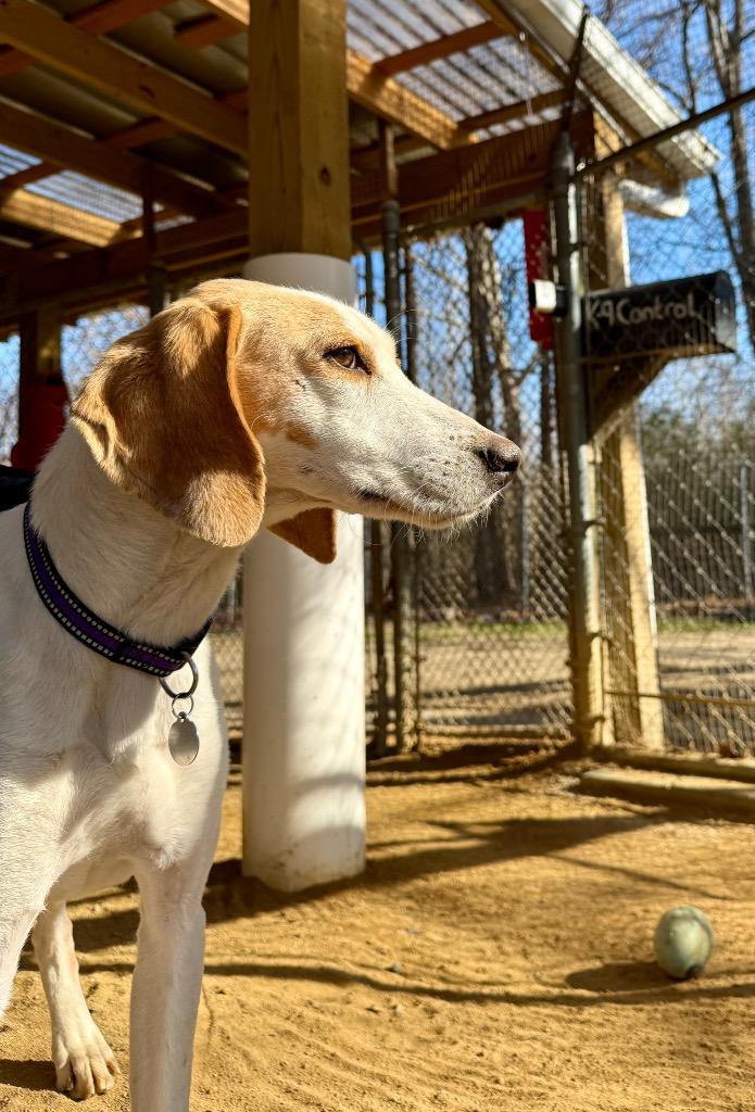 Enlarge Creedence, a Adoptable Hound in Hampton, VA image 1/5
