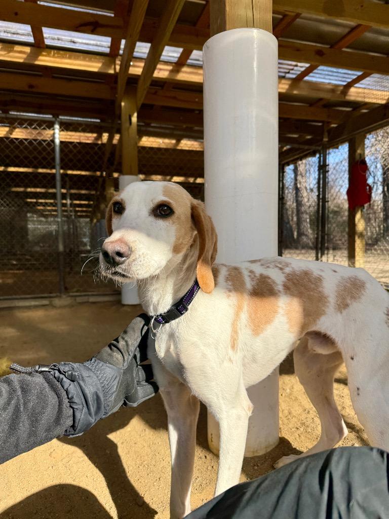 Enlarge Creedence, a Adoptable Hound in Hampton, VA image 2/5