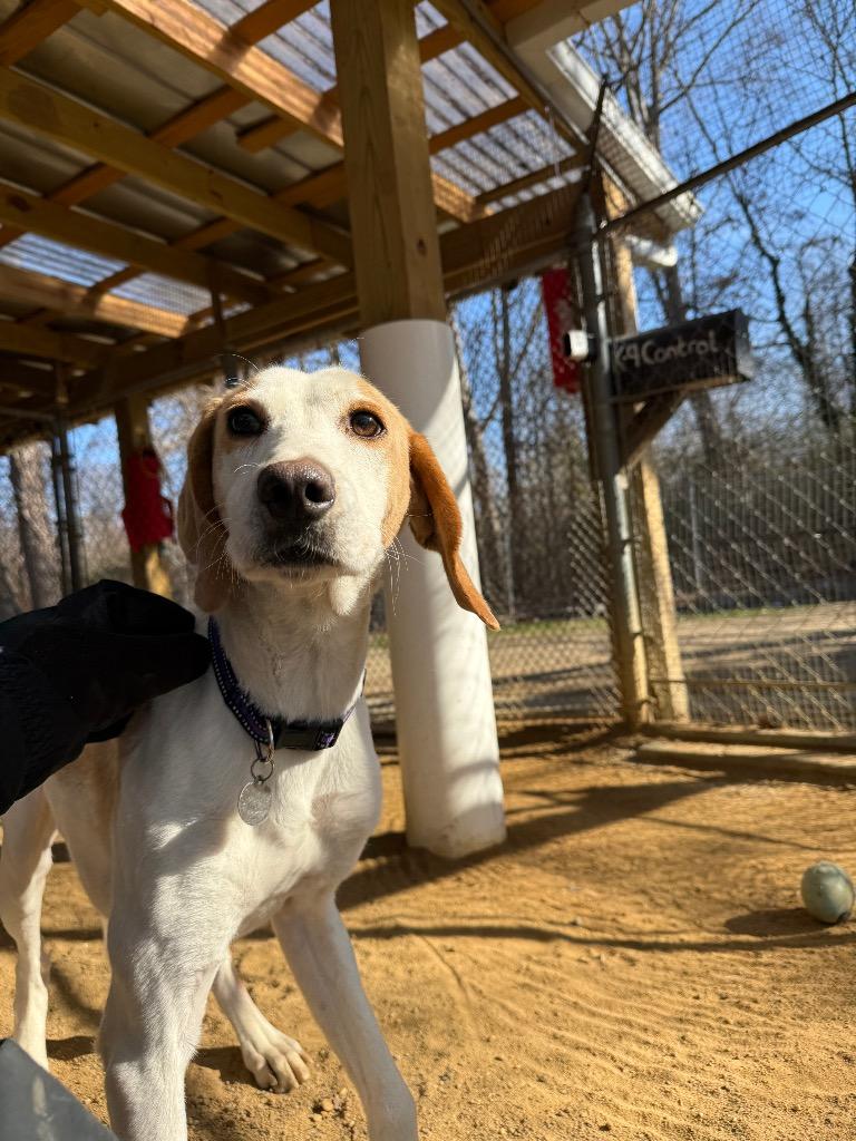 Enlarge Creedence, a Adoptable Hound in Hampton, VA image 3/5