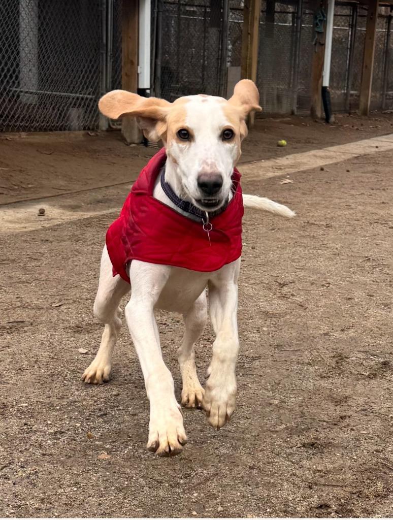 Enlarge Creedence, a Adoptable Hound in Hampton, VA image 4/5