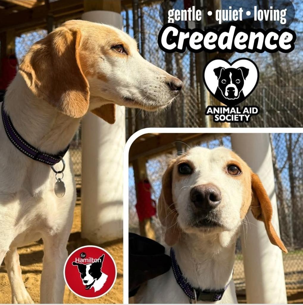 Enlarge Creedence, a Adoptable Hound in Hampton, VA image 5/5