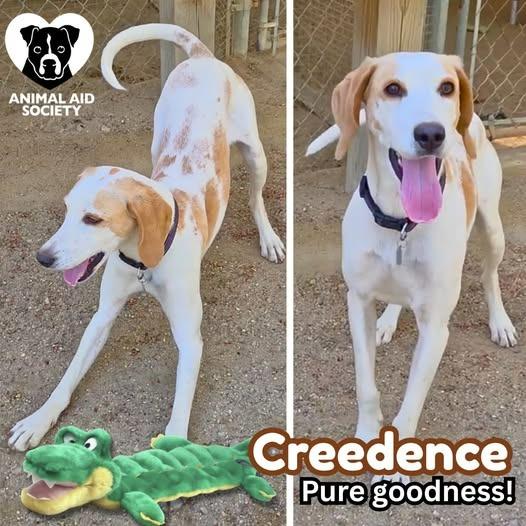 Creedence, a Adoptable Hound in Hampton, VA image 6/6
