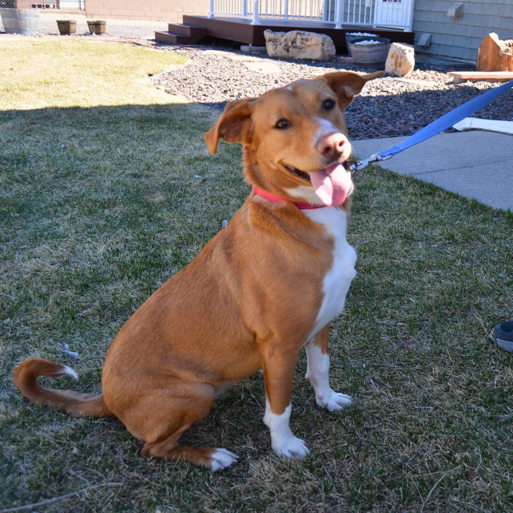 Enlarge Macie, a Adoptable Mixed Breed in Cheyenne, WY image 2/3