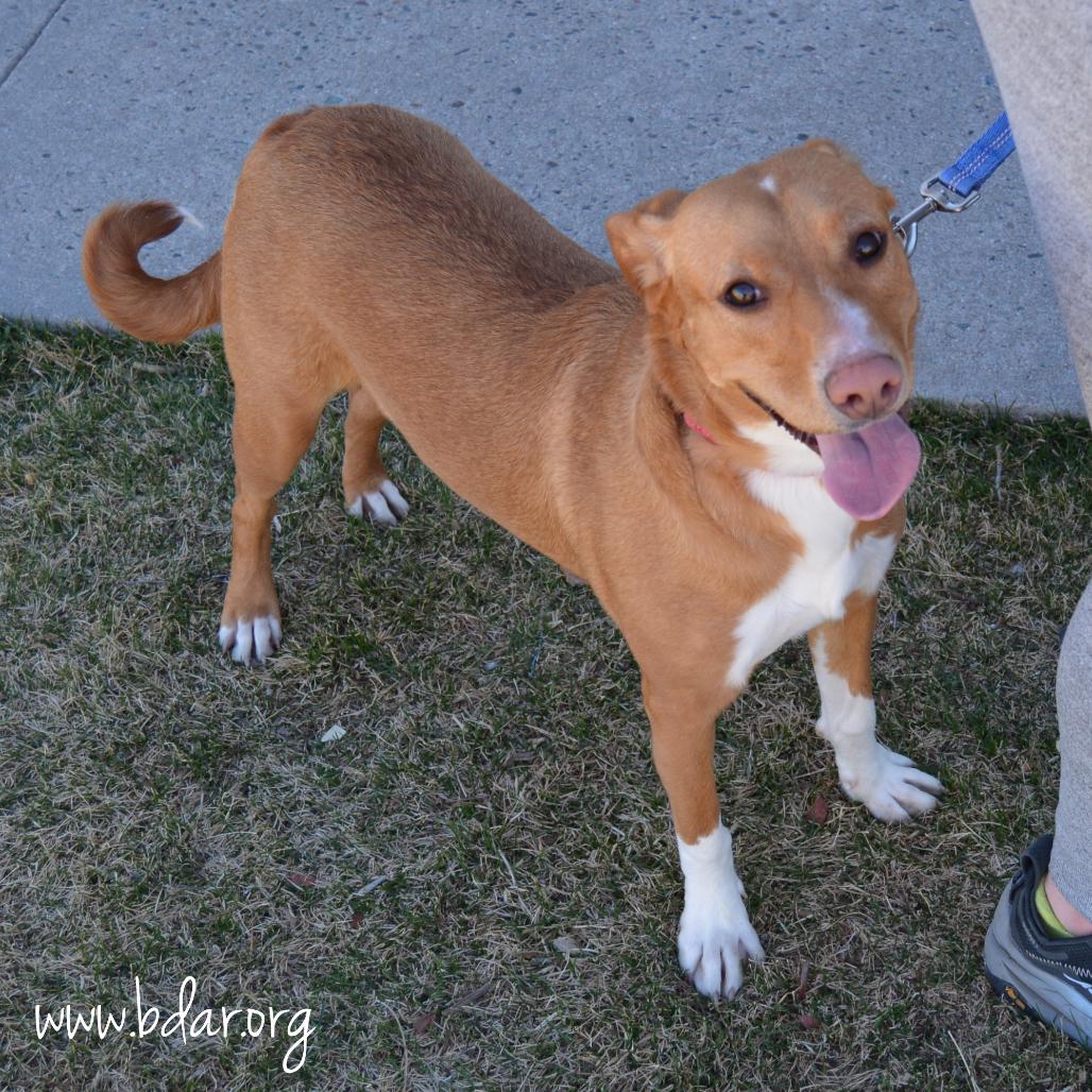 Enlarge Macie, a Adoptable Mixed Breed in Cheyenne, WY image 3/3