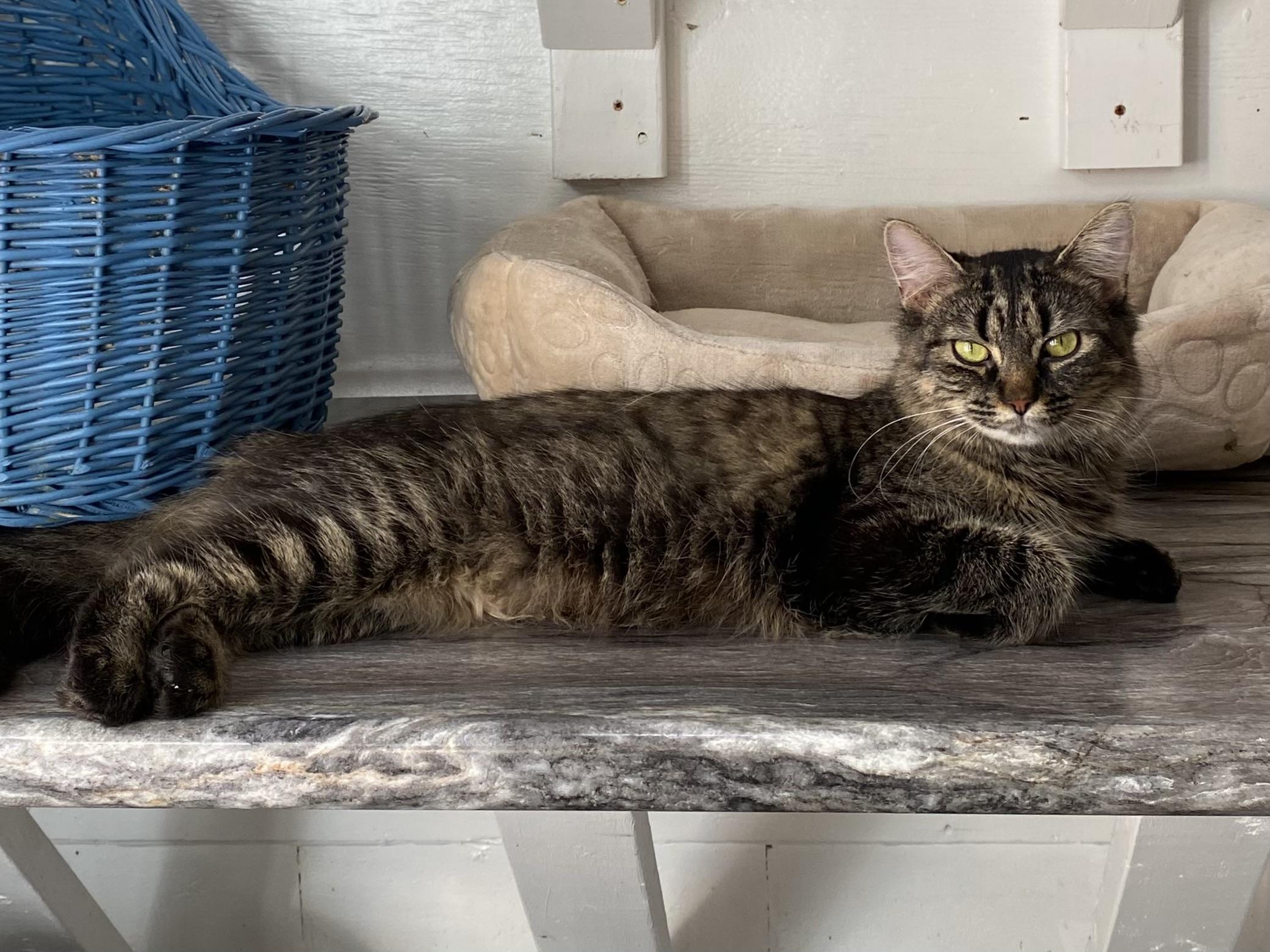 Enlarge Yuki, a Adoptable Tabby in Stanstead, QC image 3/4