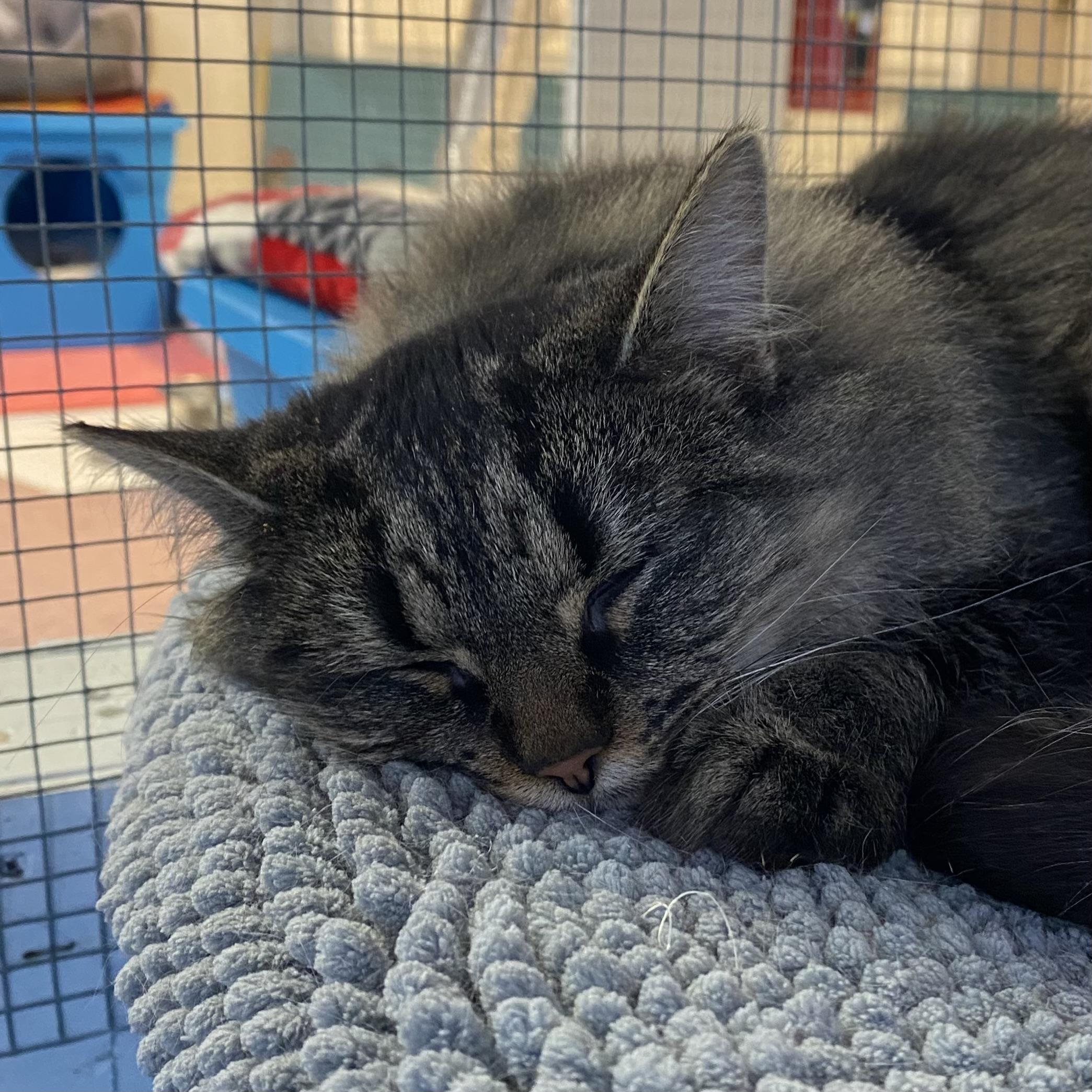 Enlarge Yuki, a Adoptable Tabby in Stanstead, QC image 5/6