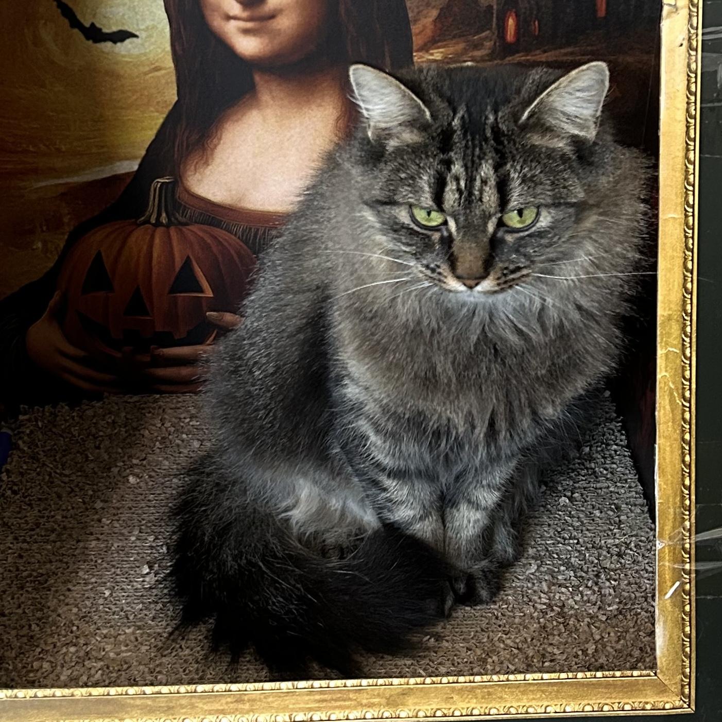 Enlarge Yuki, a Adoptable Tabby in Stanstead, QC image 6/6