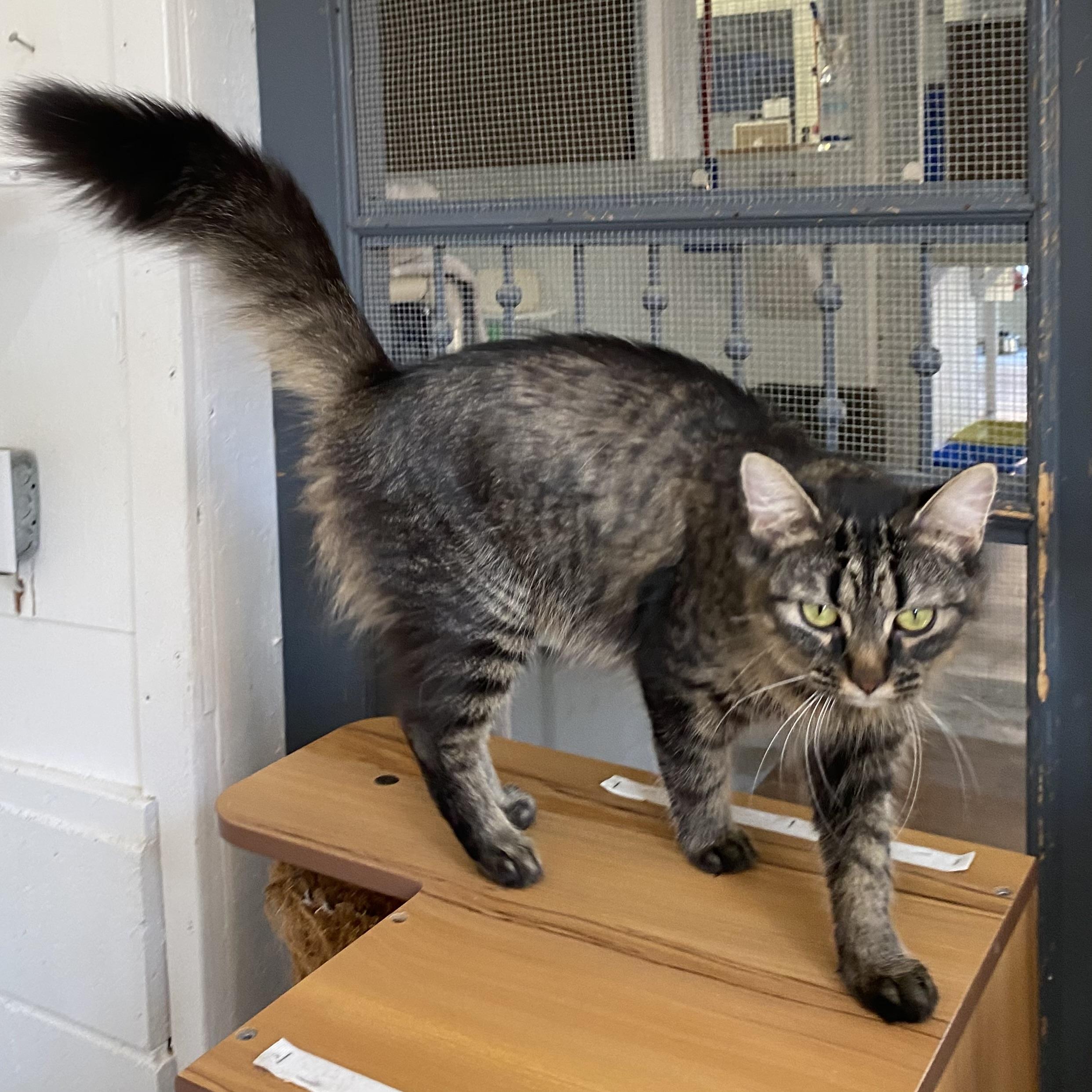 Enlarge Yuki, a Adoptable Tabby in Stanstead, QC image 4/4