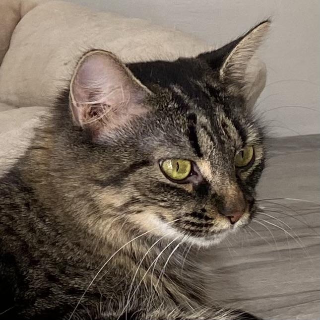 Enlarge Yuki, a Adoptable Tabby in Stanstead, QC image 2/4