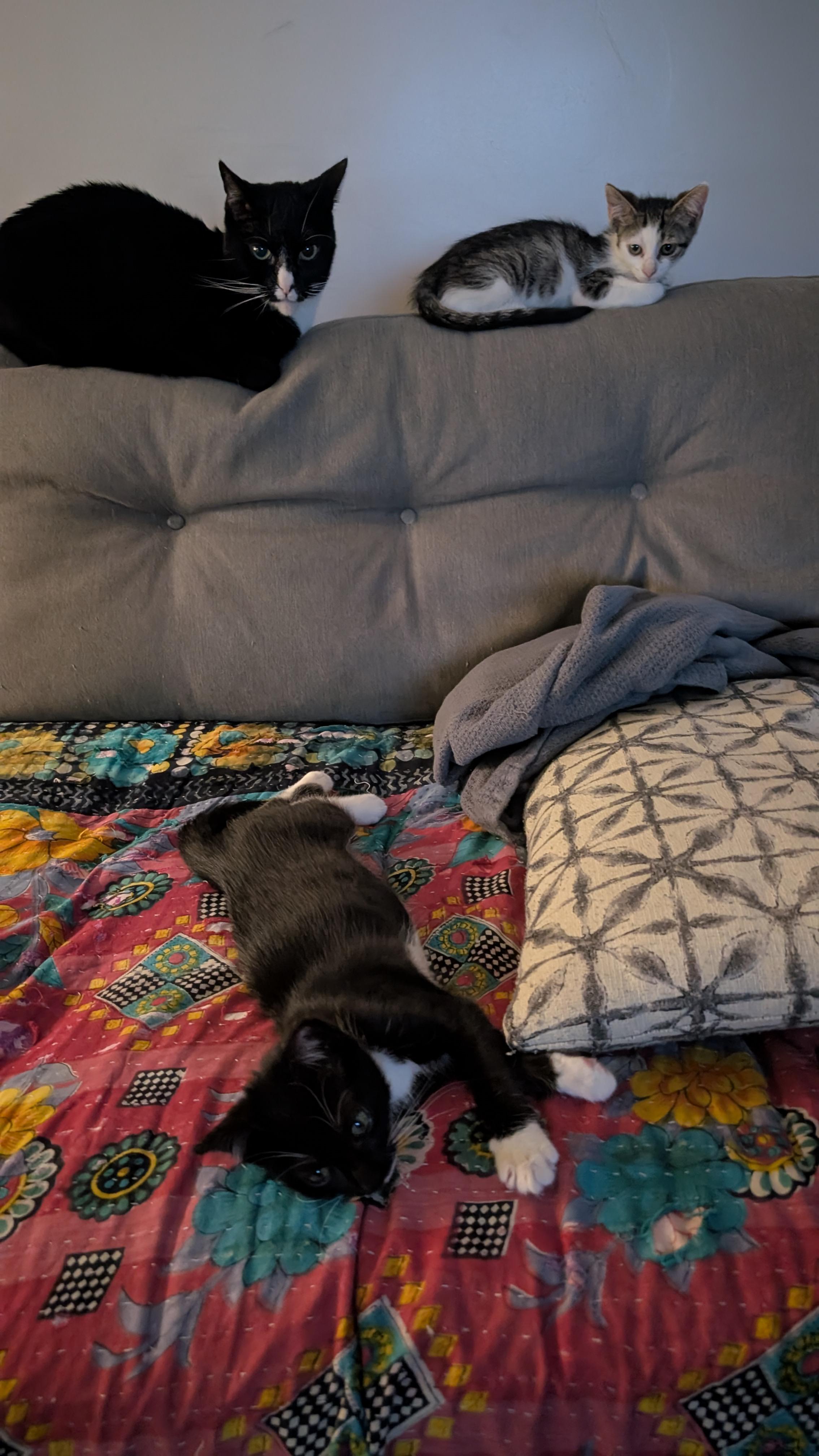 Enlarge Santi, a ADOPTABLE Domestic Short Hair in Melrose, MA image 2/4