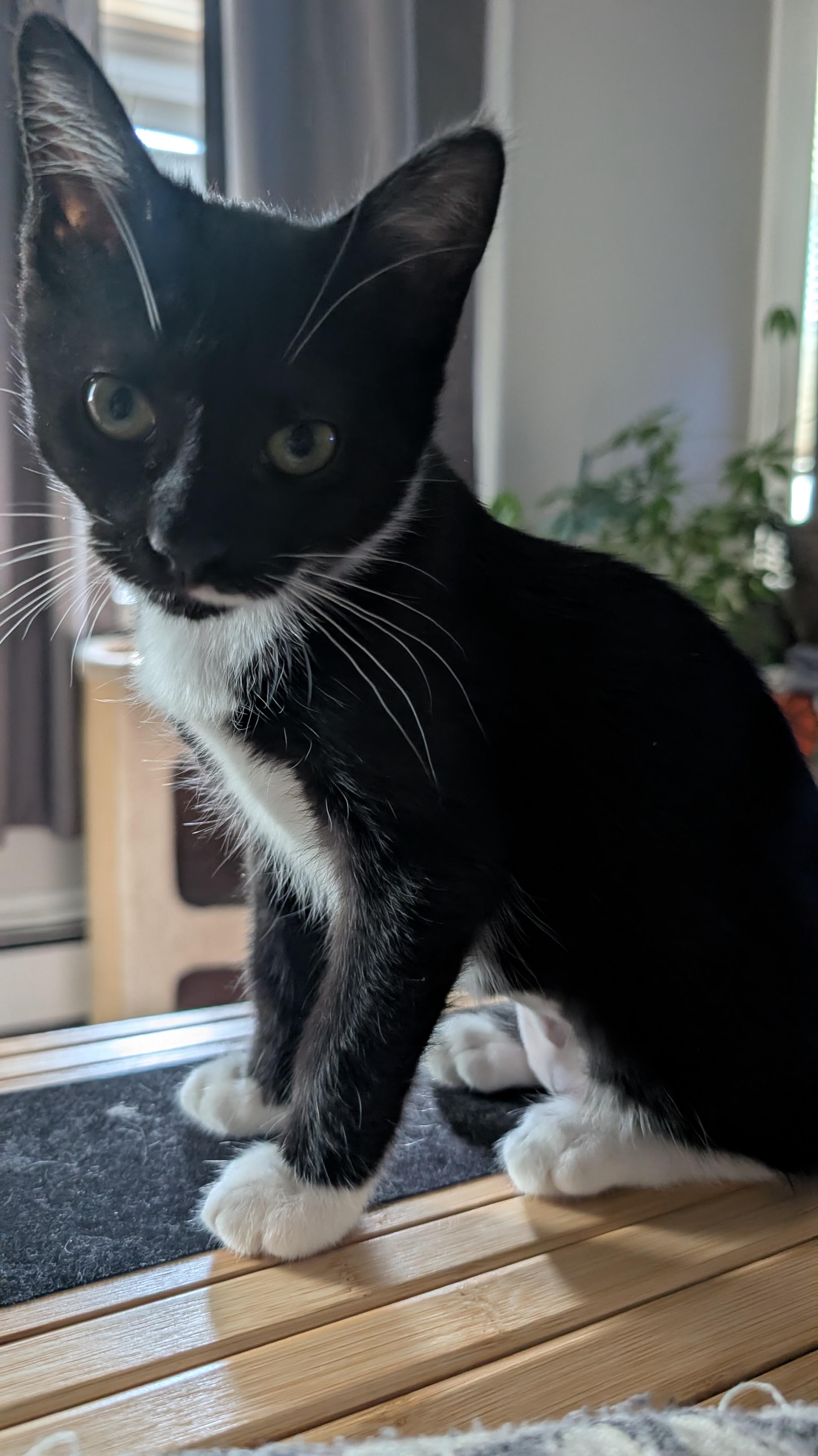 Enlarge Santi, a ADOPTABLE Domestic Short Hair in Melrose, MA image 3/4