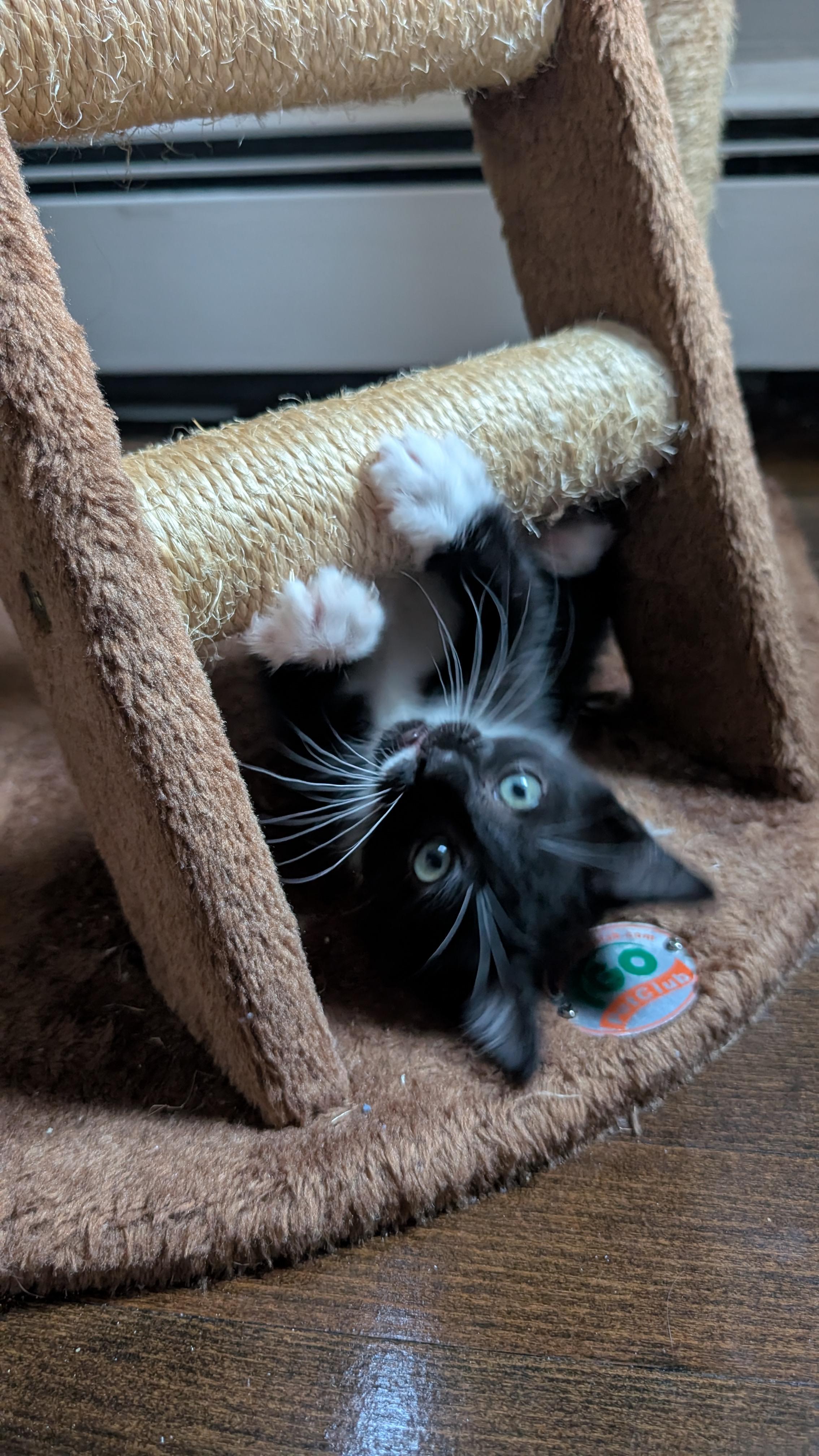Santi, ADOPTABLE, Kitten Female Domestic Short Hair.
