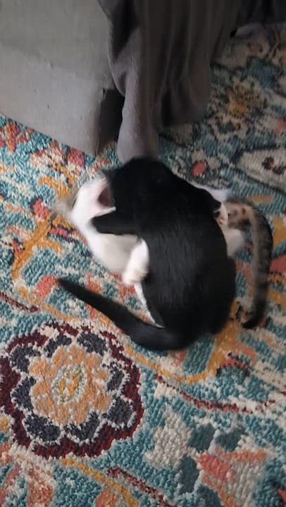 Enlarge Santi, a ADOPTABLE Domestic Short Hair in Melrose, MA video 4/4