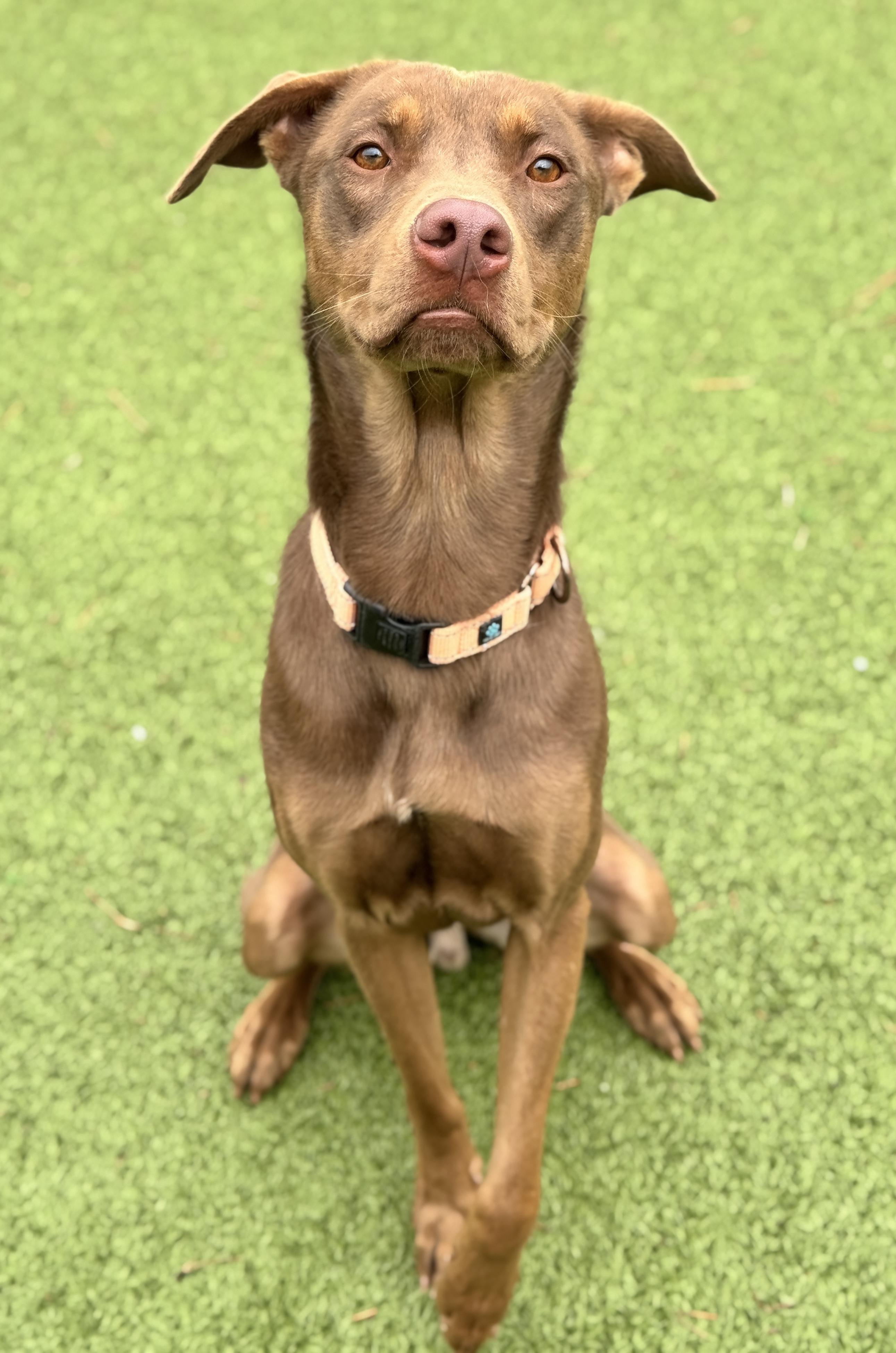 Mr. Brown, an adoptable Labrador Retriever, Husky in Hackensack, MN, 56452 | Photo Image 3