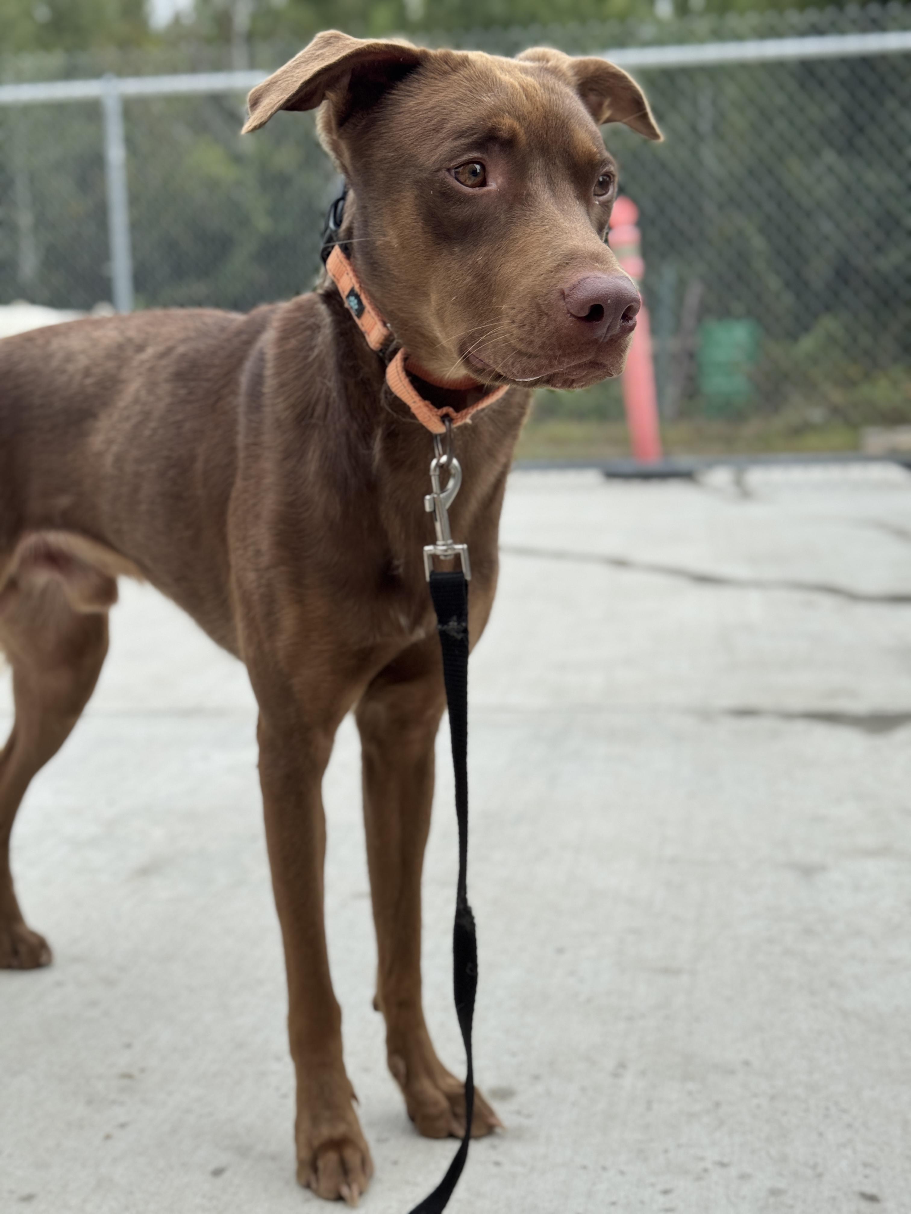 Mr. Brown, an adoptable Labrador Retriever, Husky in Hackensack, MN, 56452 | Photo Image 1