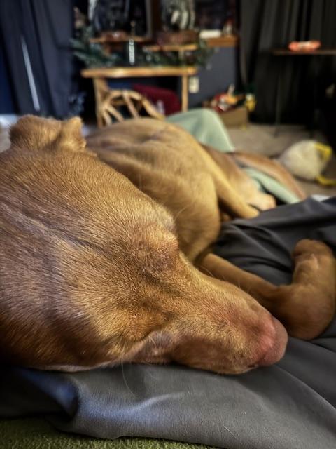 Mr. Brown, a Adoptable mixed breed in Hackensack, MN image 6/6