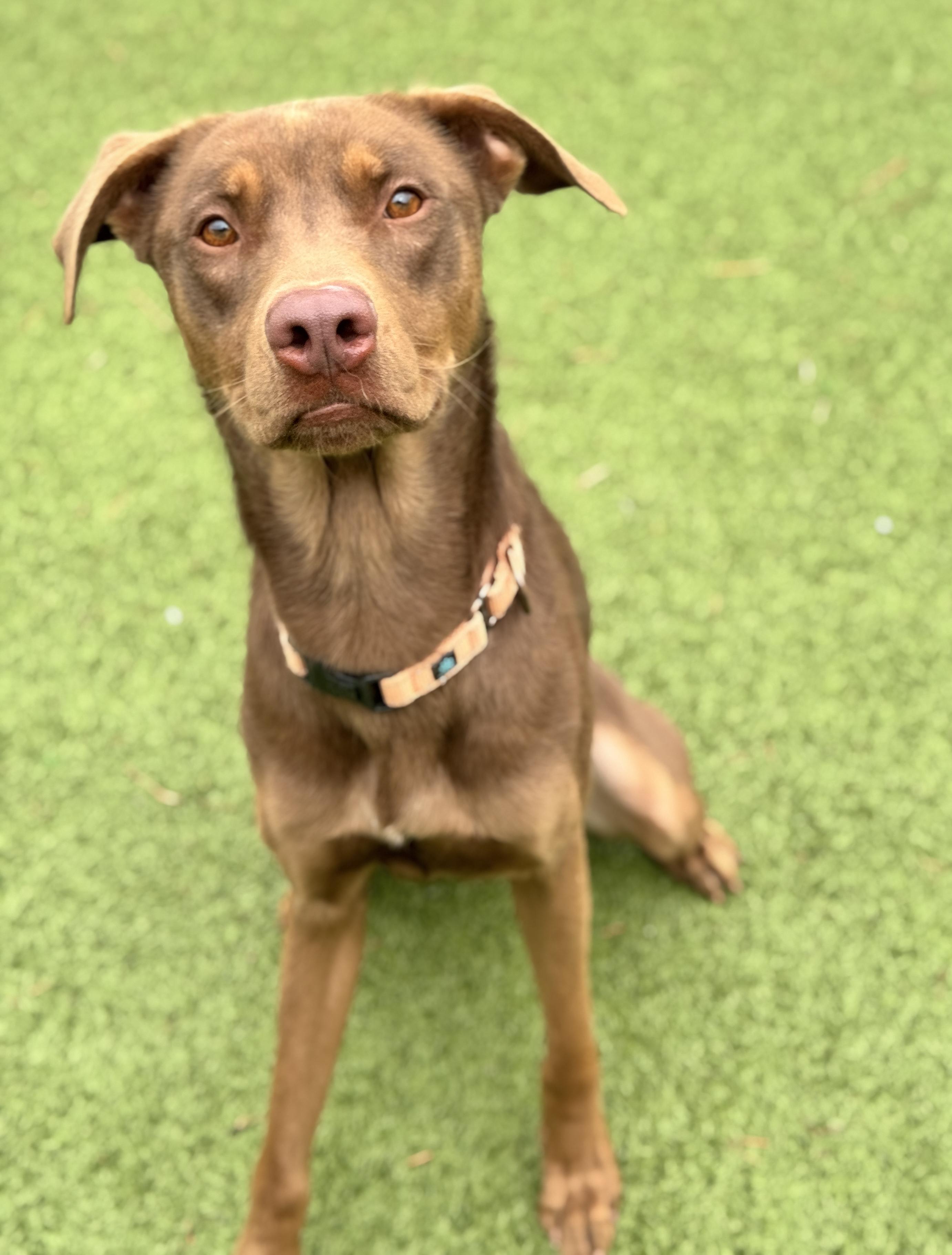 Mr. Brown, an adoptable Labrador Retriever, Husky in Hackensack, MN, 56452 | Photo Image 6