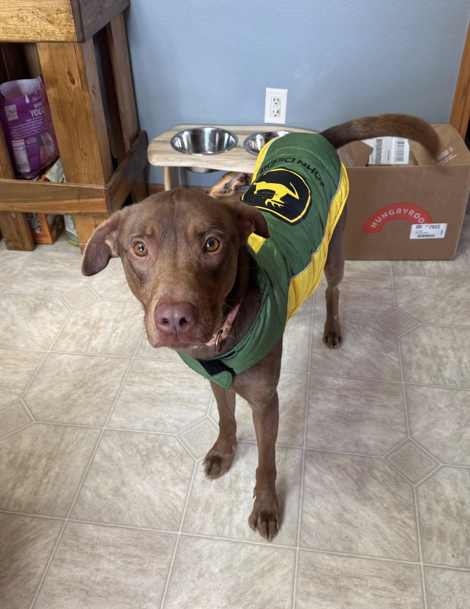 Mr. Brown, a Adoptable mixed breed in Hackensack, MN image 5/6