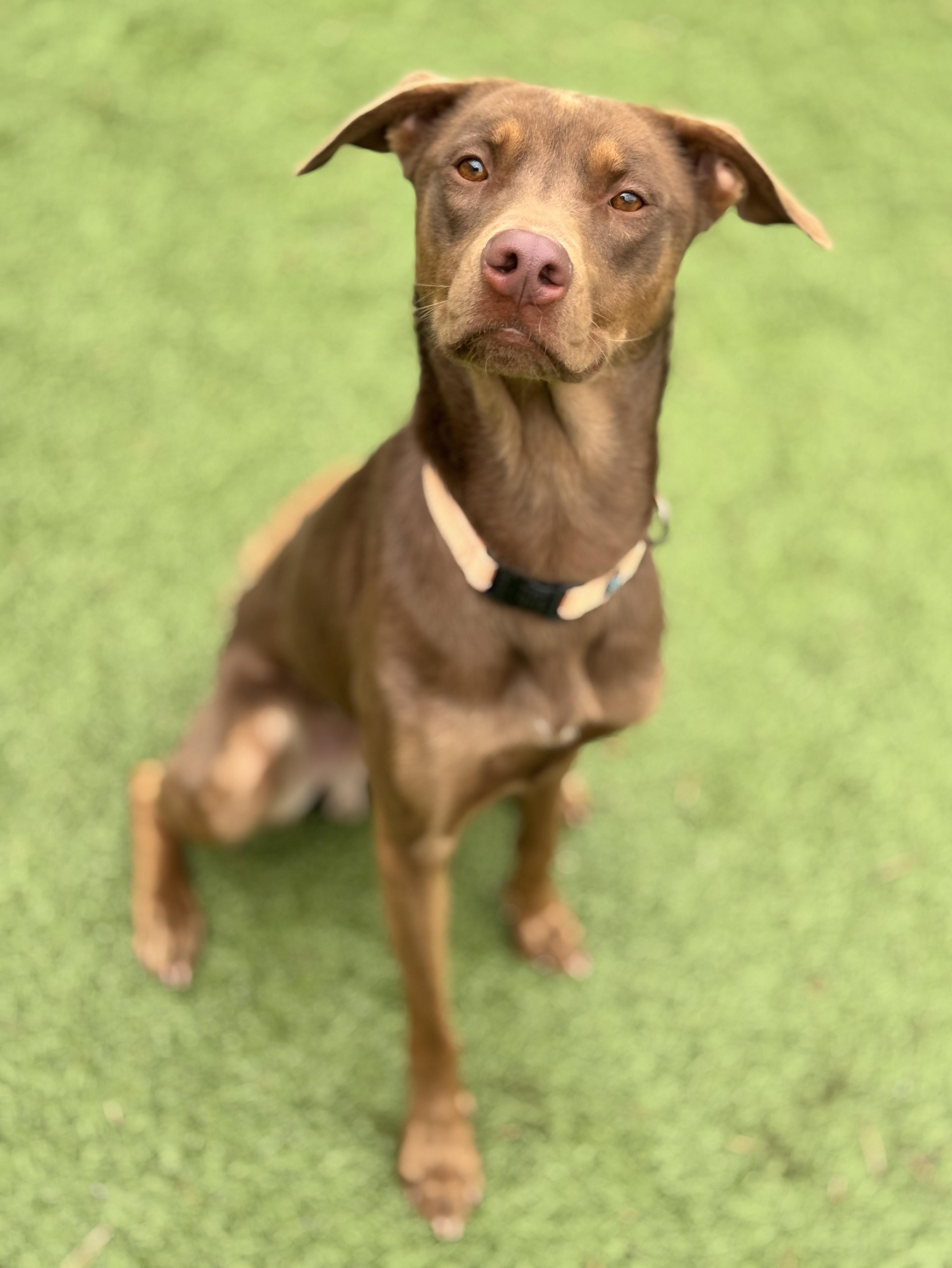 Mr. Brown, a Adoptable mixed breed in Hackensack, MN image 5/6