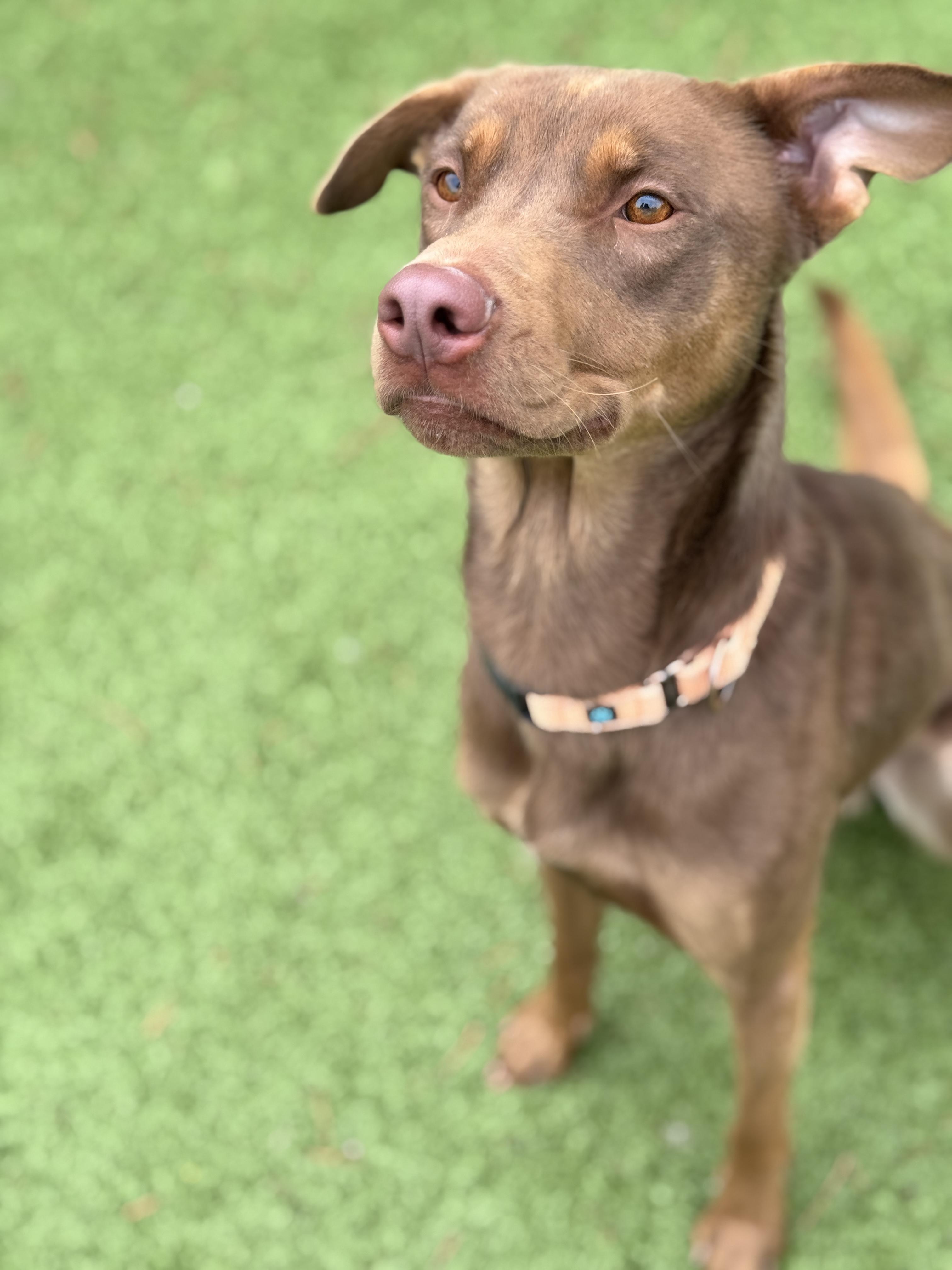 Mr. Brown, a Adoptable mixed breed in Hackensack, MN image 1/6