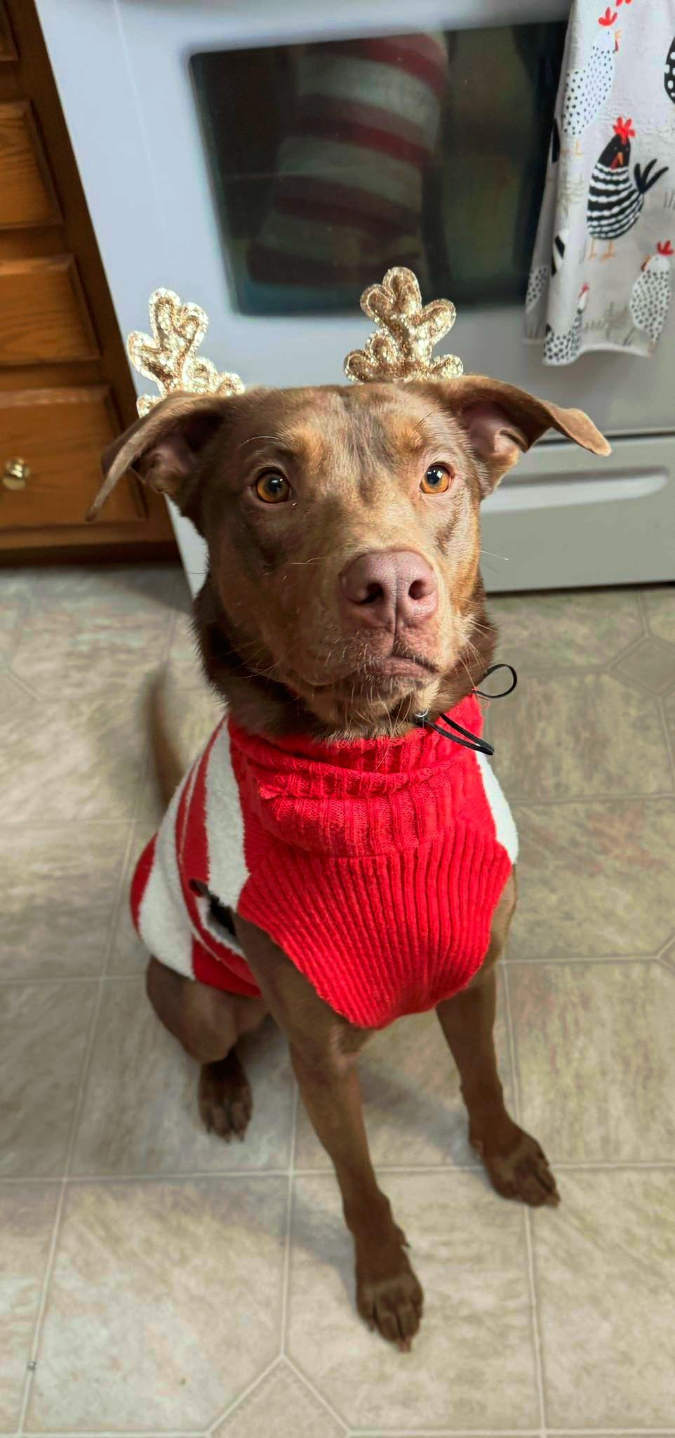 Mr. Brown, a Adoptable mixed breed in Hackensack, MN image 3/6