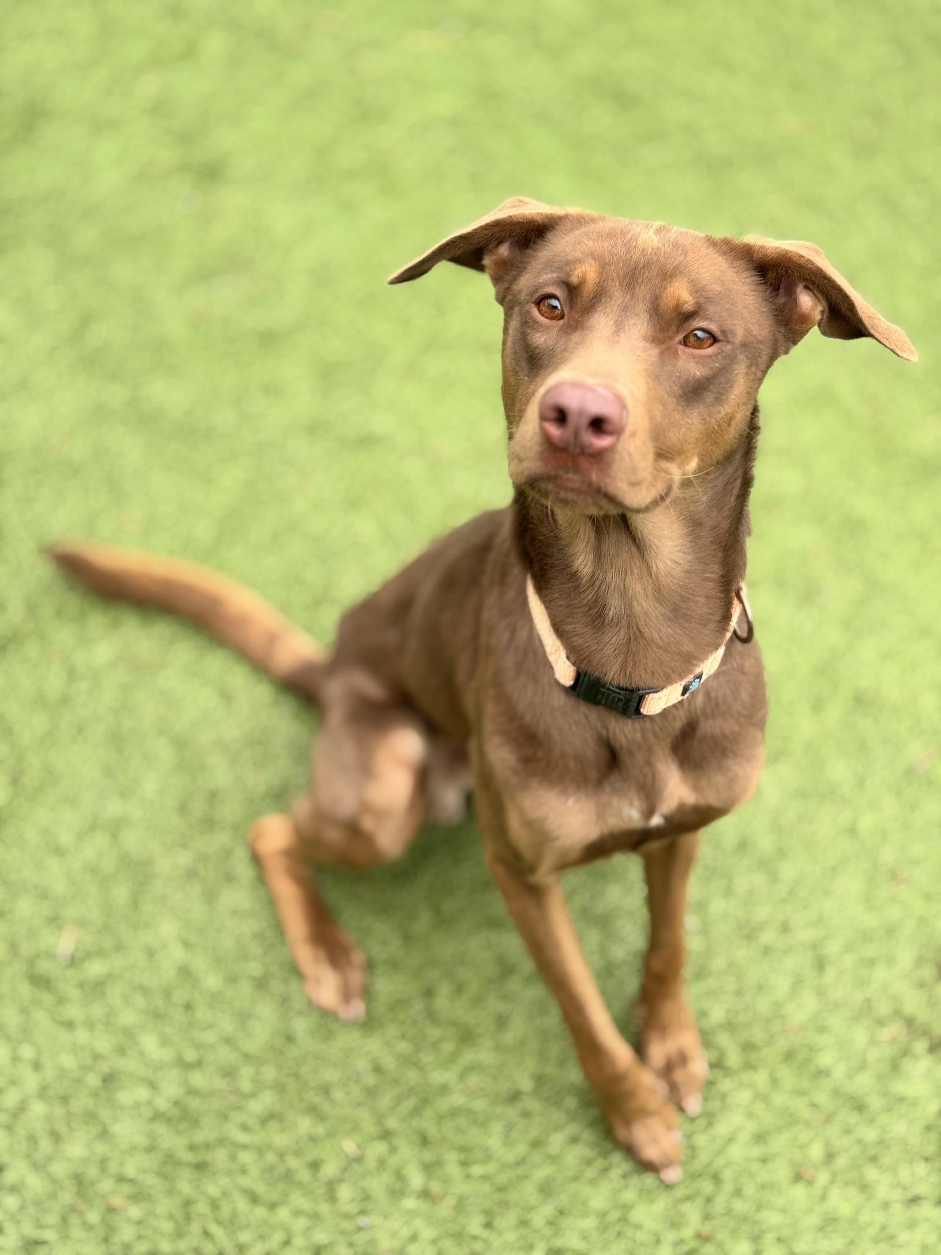 Mr. Brown, a Adoptable mixed breed in Hackensack, MN image 4/6