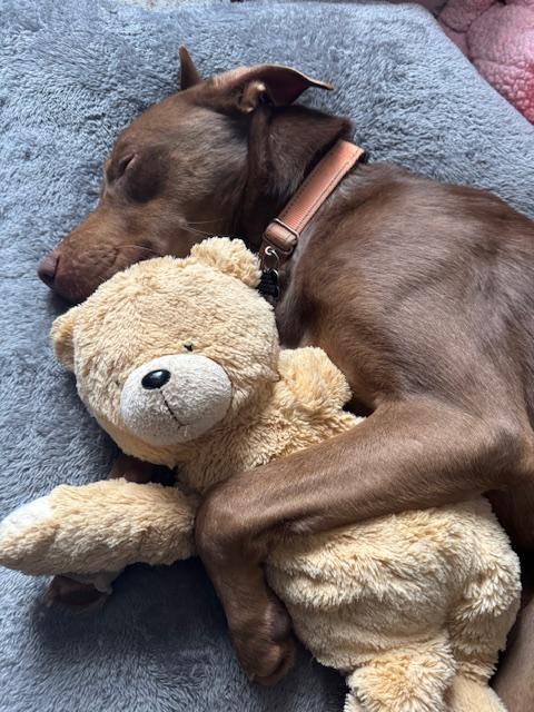 Mr. Brown, Adoptable, Adult Male Labrador Retriever & Husky.