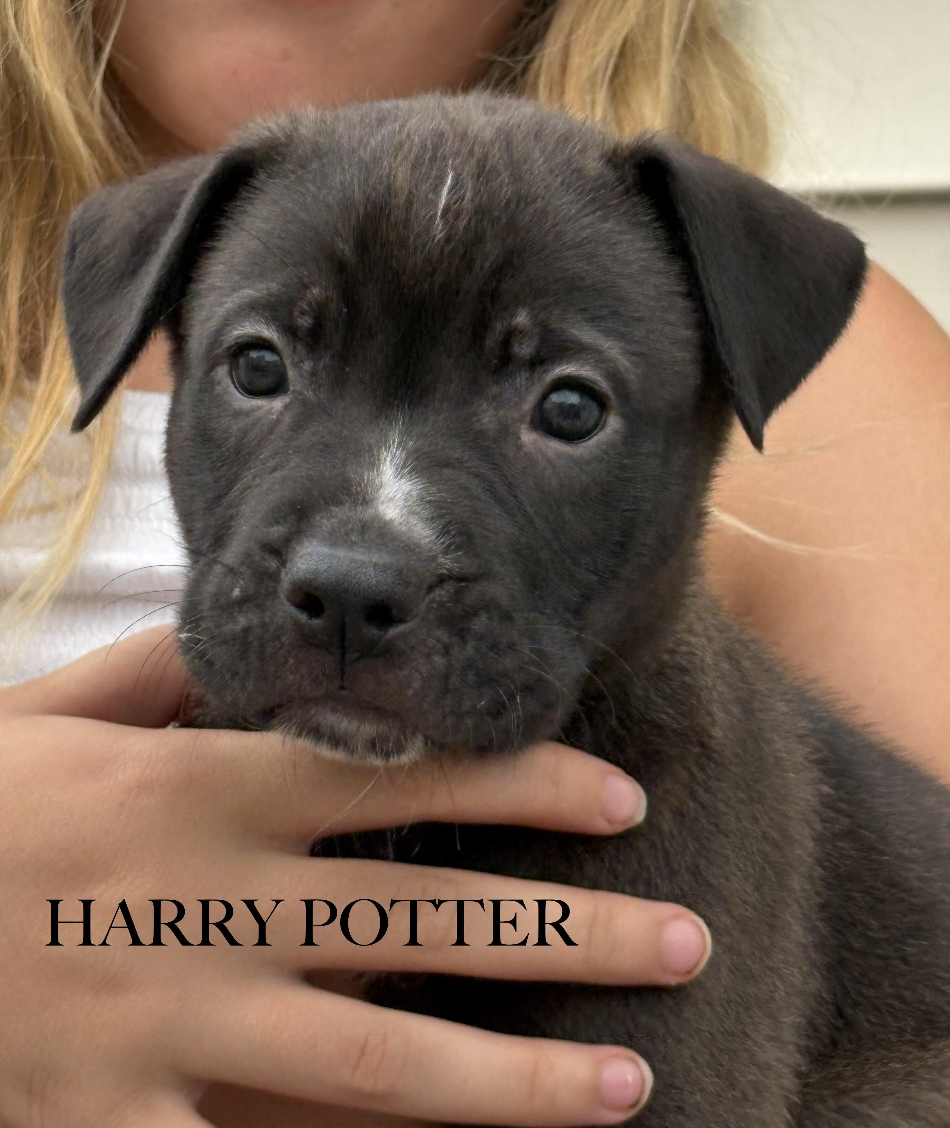 Harry Potter, an adopted Labrador Retriever in Aurora, IL image 1/3