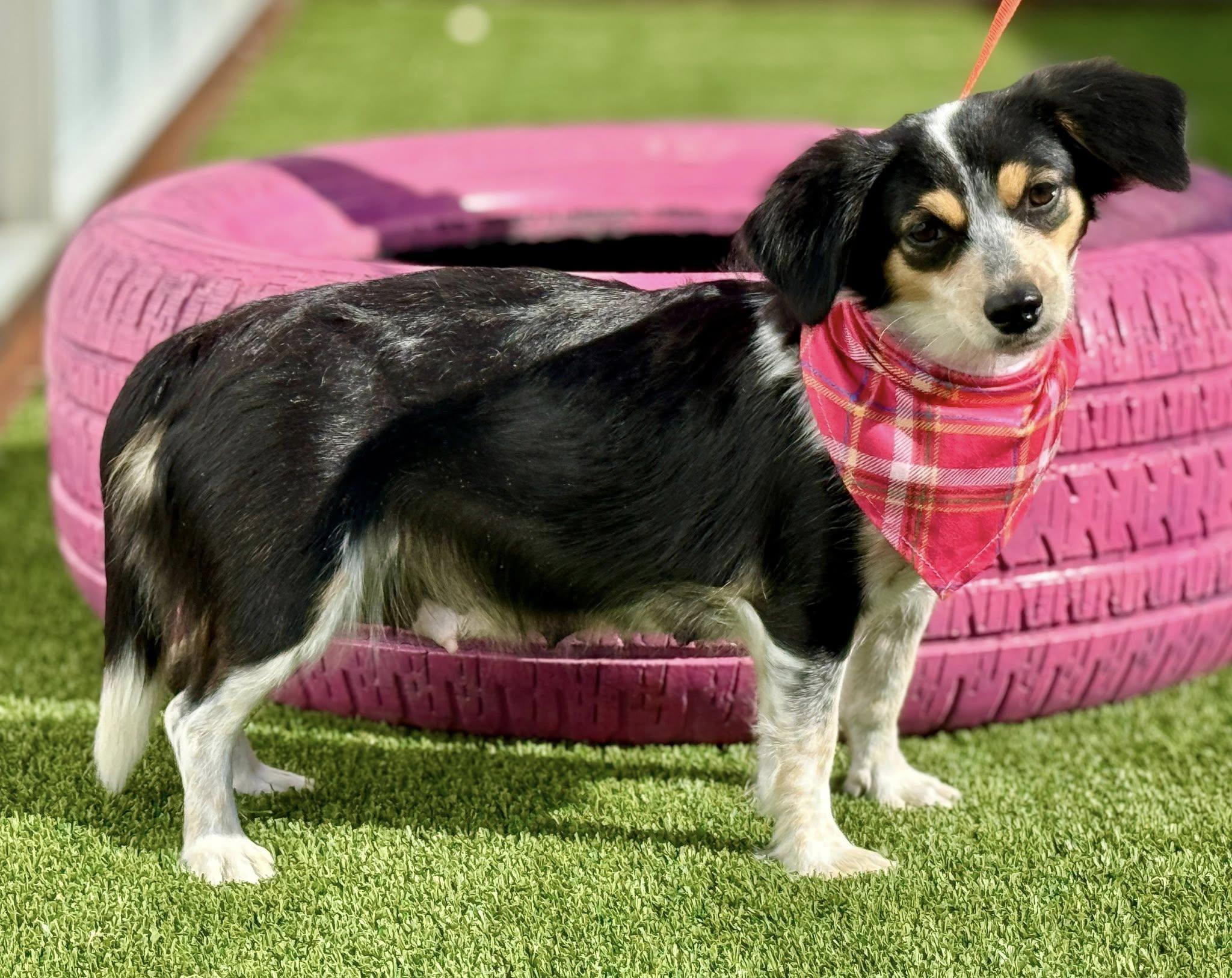 Enlarge Sonya - Friendly Chihuahua girl, a Adoptable mixed breed in San Antonio, TX image 4/6