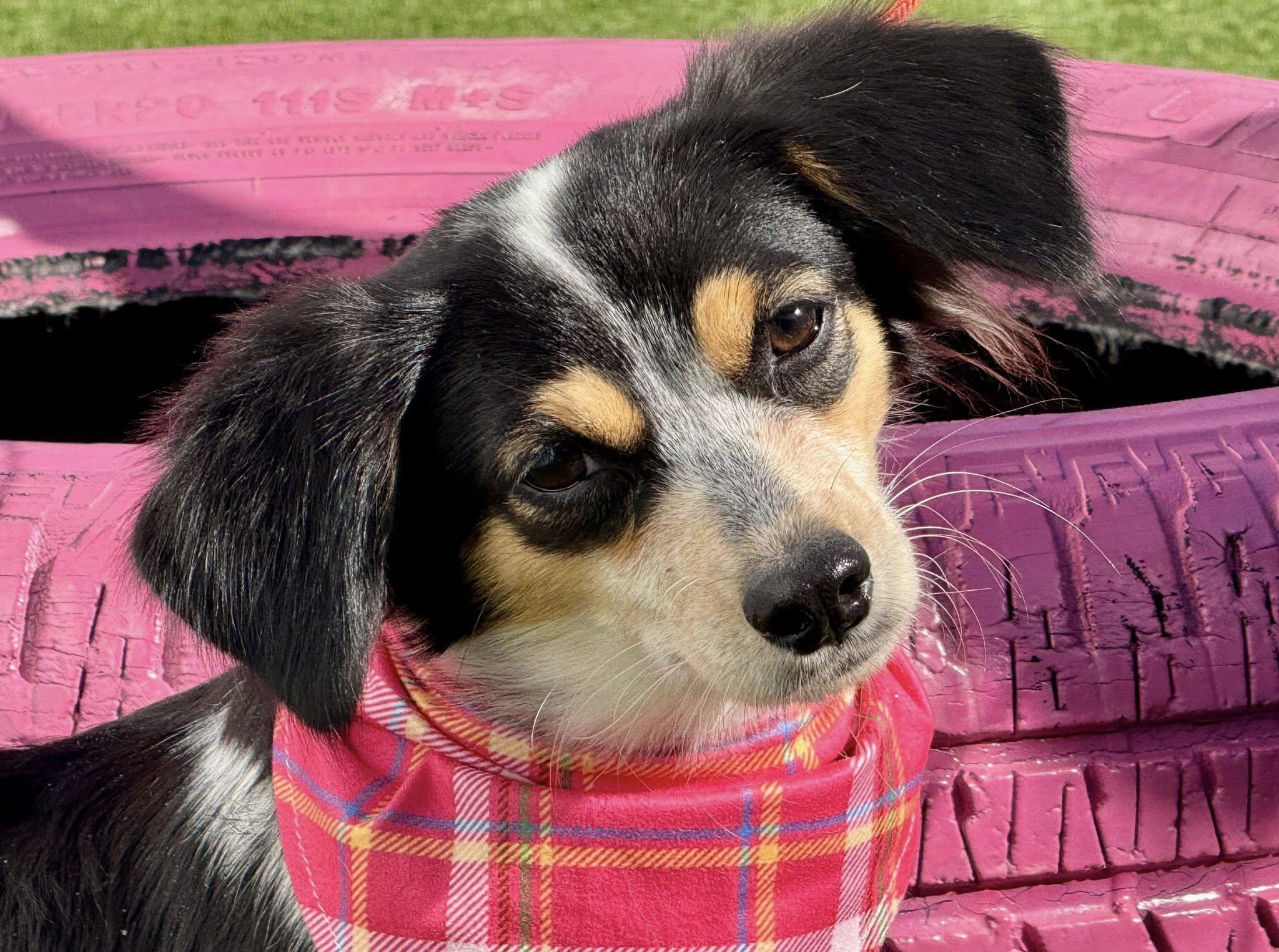 Enlarge Sonya - Friendly Chihuahua girl, a Adoptable mixed breed in San Antonio, TX image 1/6