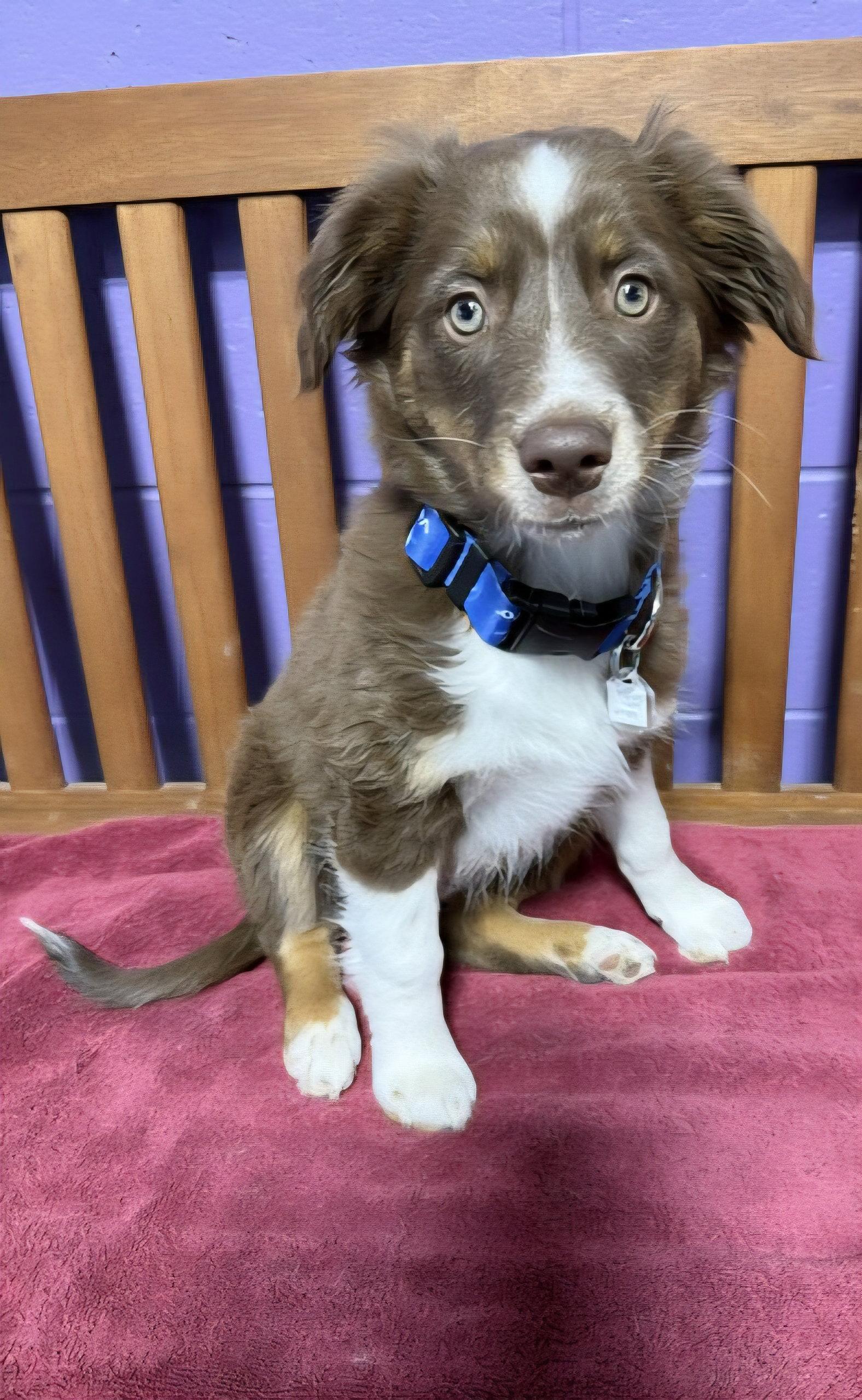 **WREN**, Adopted, Puppy Female Australian Shepherd.