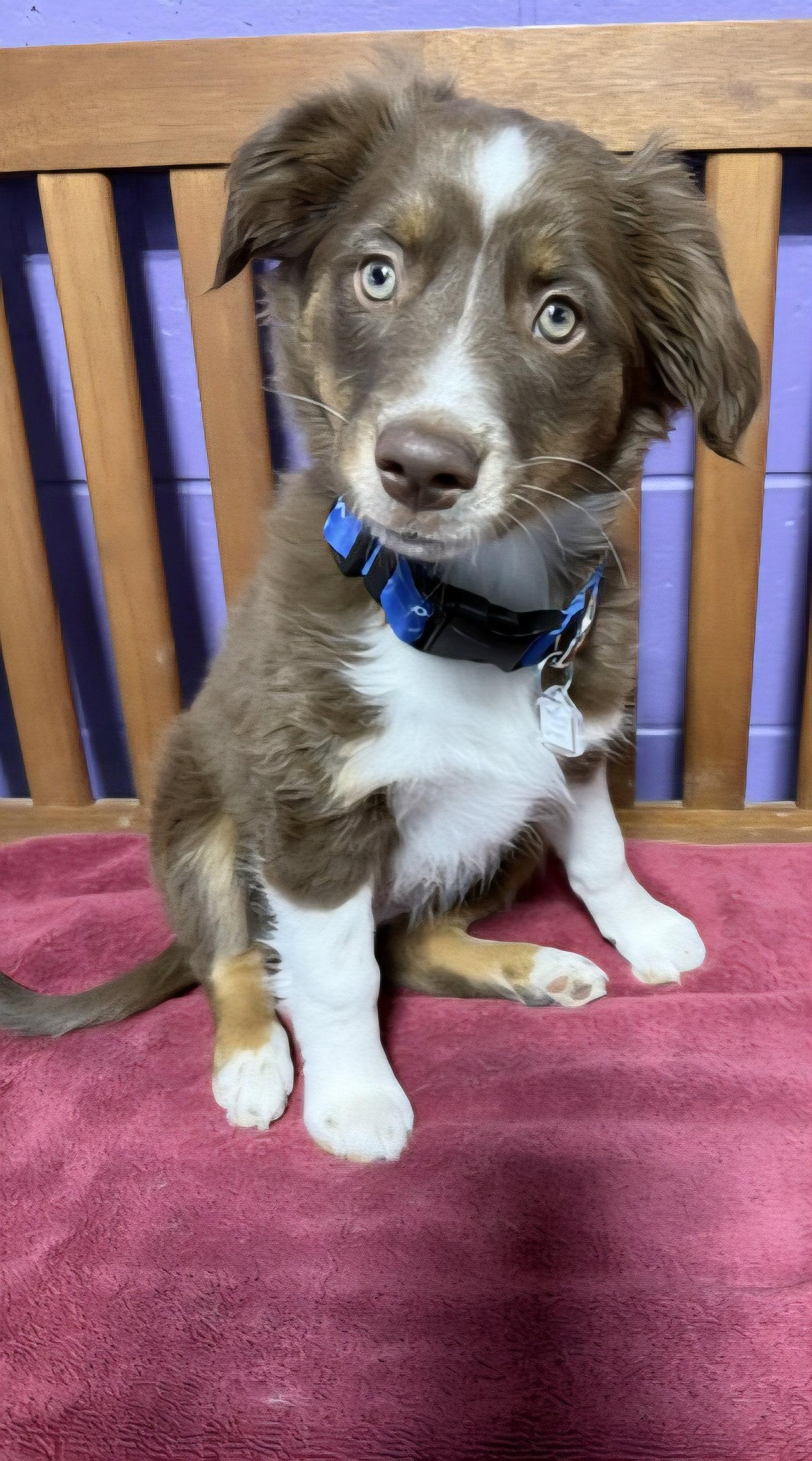 Enlarge **WREN**, a Adopted Australian Shepherd in North Prairie, WI image 2/2