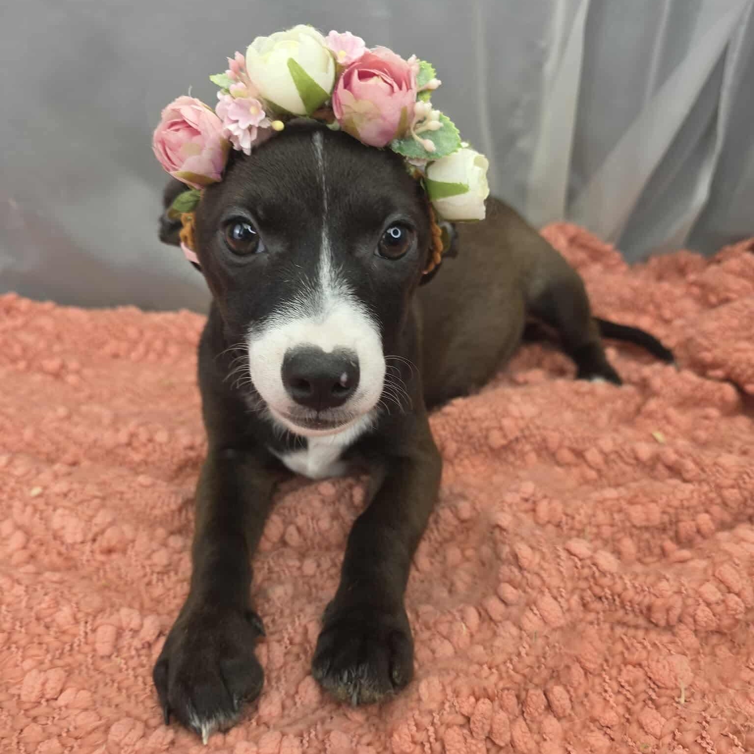 Lola, adopted, Puppy Female Chihuahua.