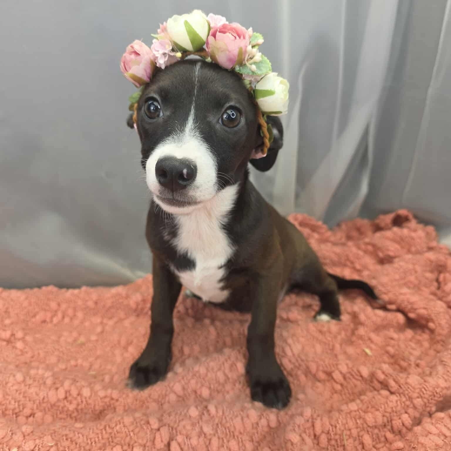Enlarge Lola, an adopted mixed breed in Traverse City, MI image 2/6