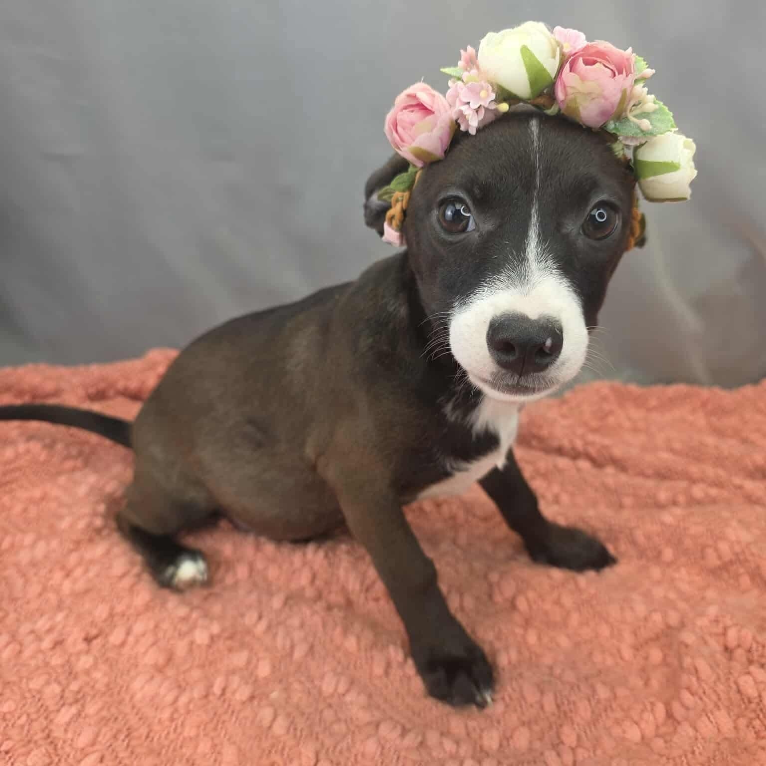 Enlarge Lola, an adopted mixed breed in Traverse City, MI image 5/6