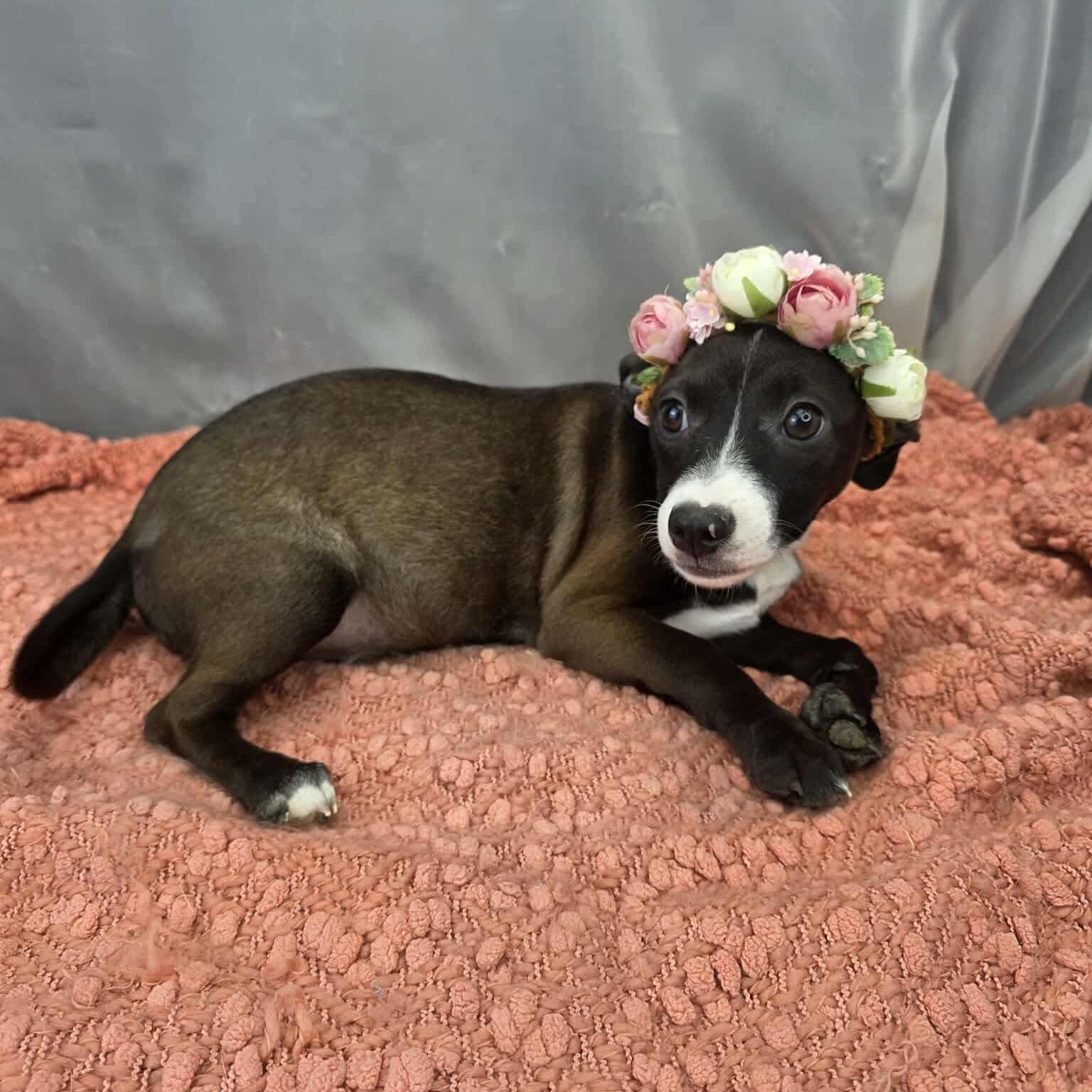 Enlarge Lola, an adopted mixed breed in Traverse City, MI image 4/6