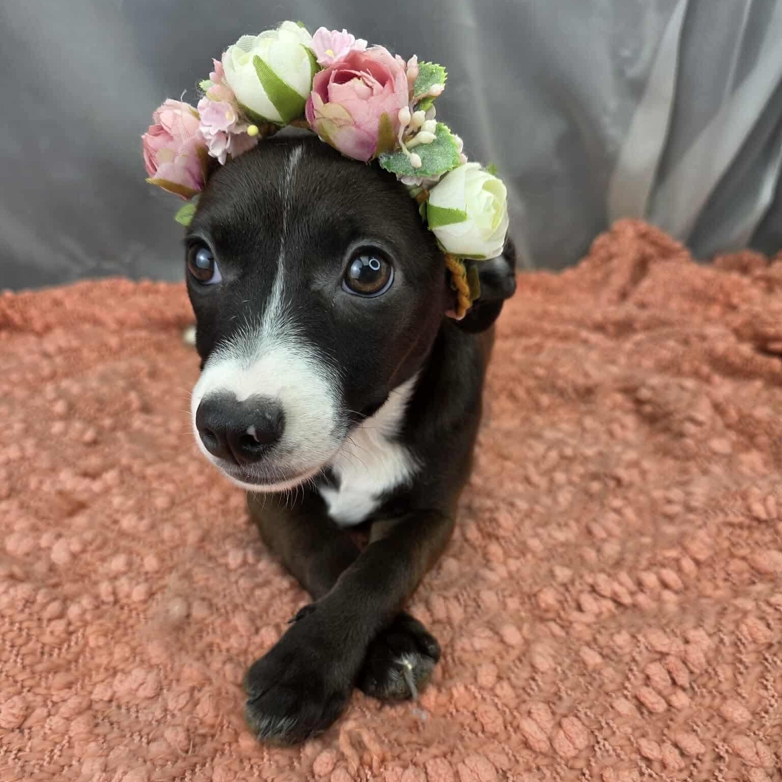 Enlarge Lola, an adopted mixed breed in Traverse City, MI image 6/6