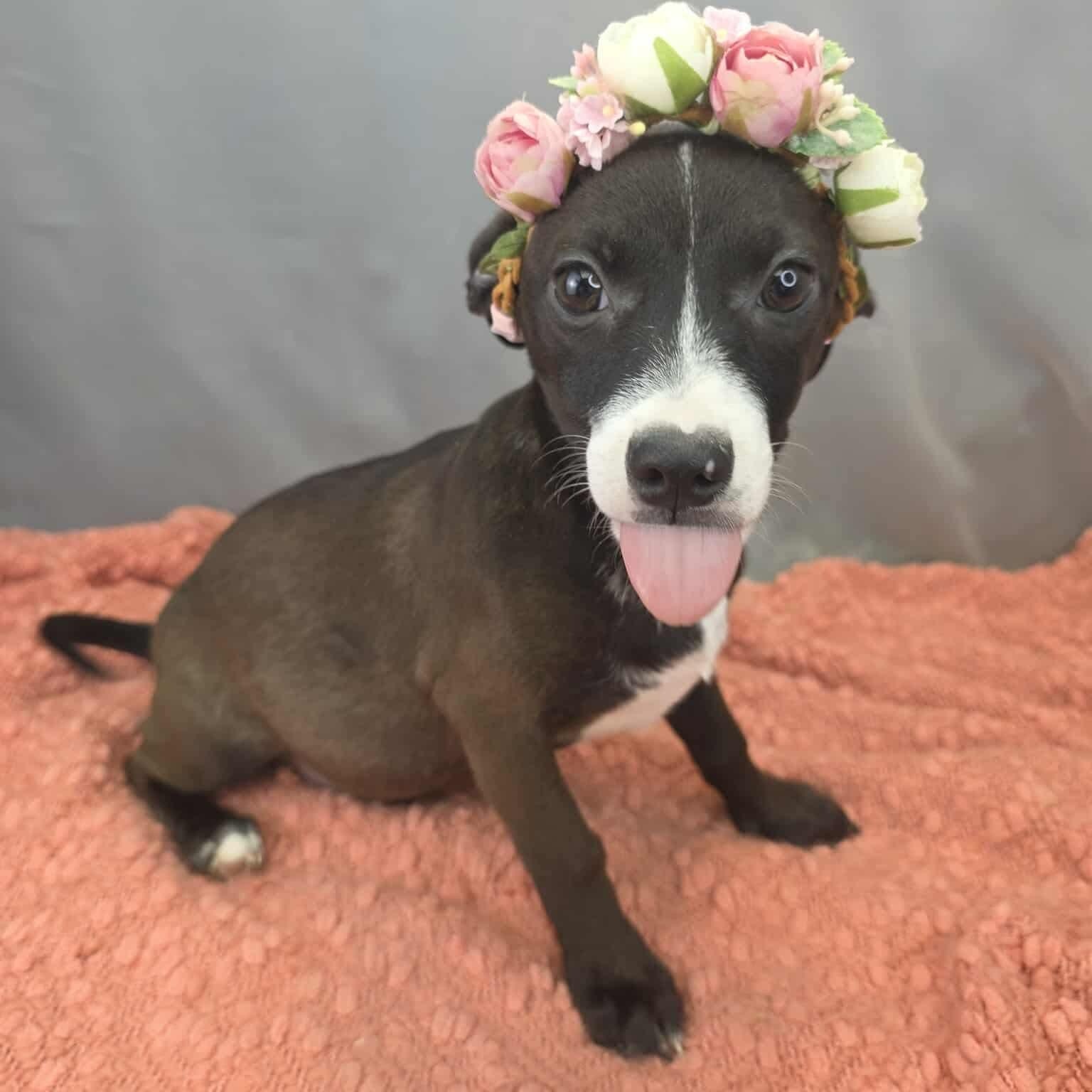 Enlarge Lola, an adopted mixed breed in Traverse City, MI image 3/6