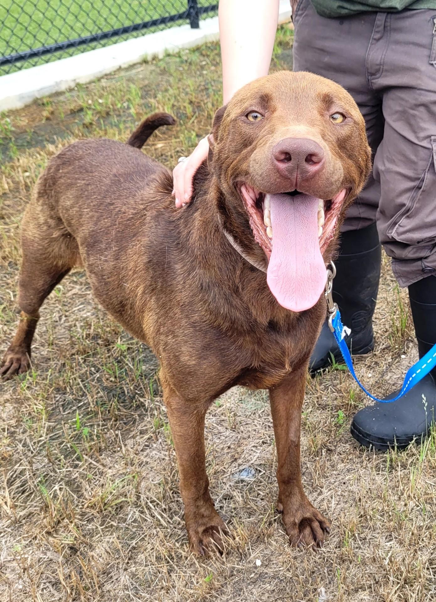 Puddin, Adopted, Young Male Chocolate Labrador Retriever.