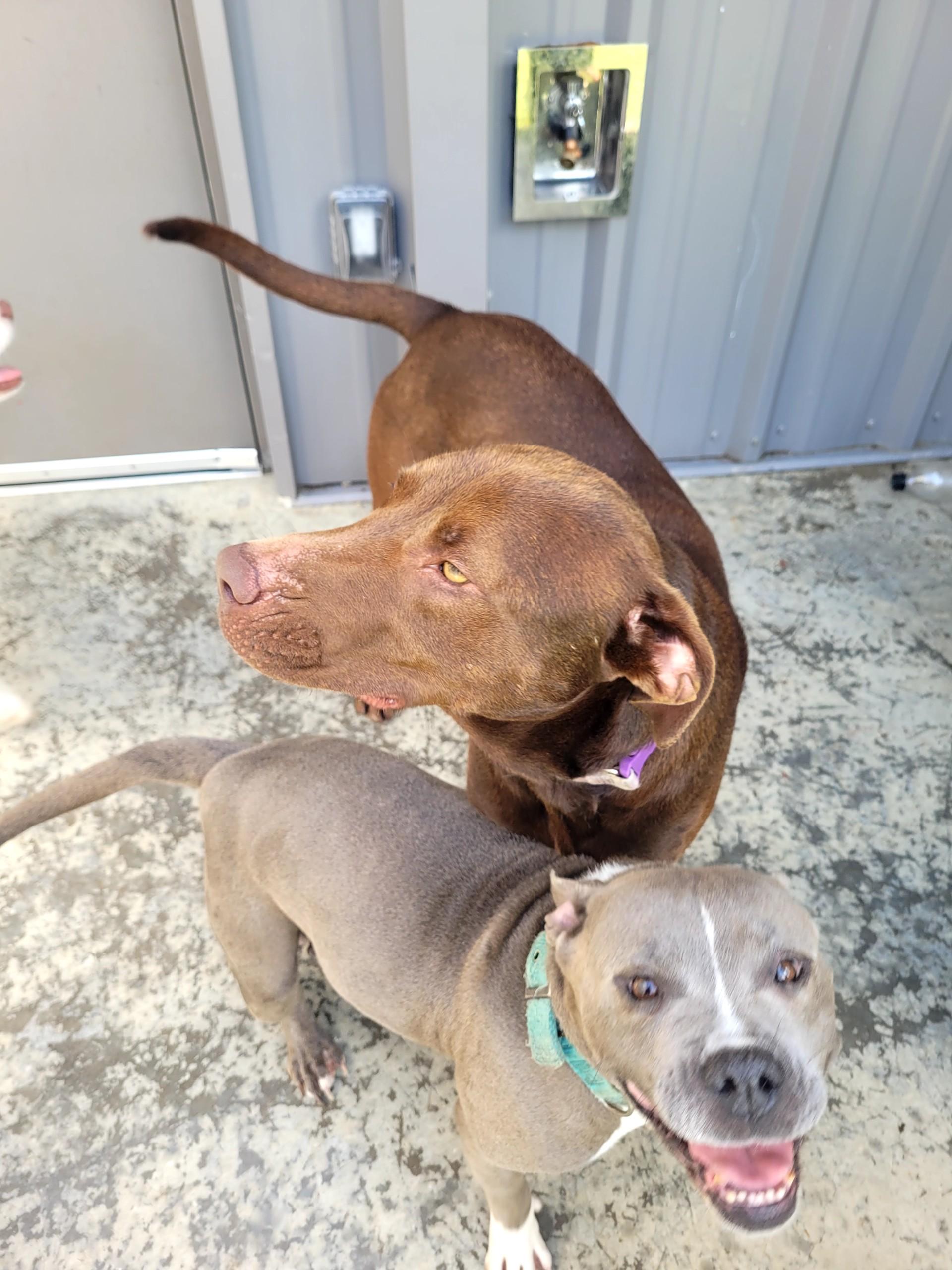 Enlarge Puddin, a Adopted mixed breed in Grand Rapids, MI image 2/5