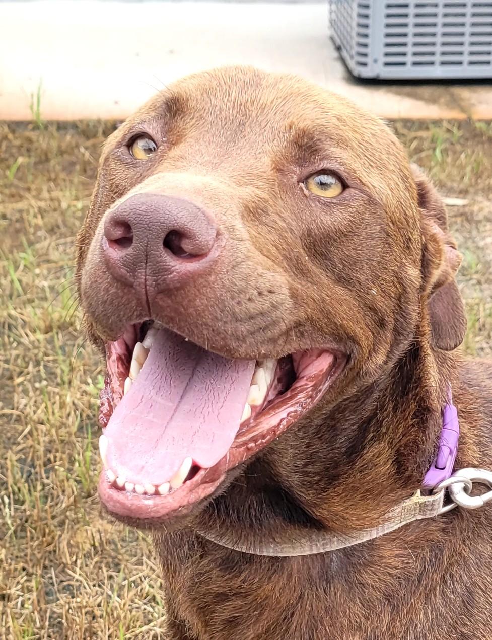 Enlarge Puddin, a Adopted mixed breed in Grand Rapids, MI image 3/5