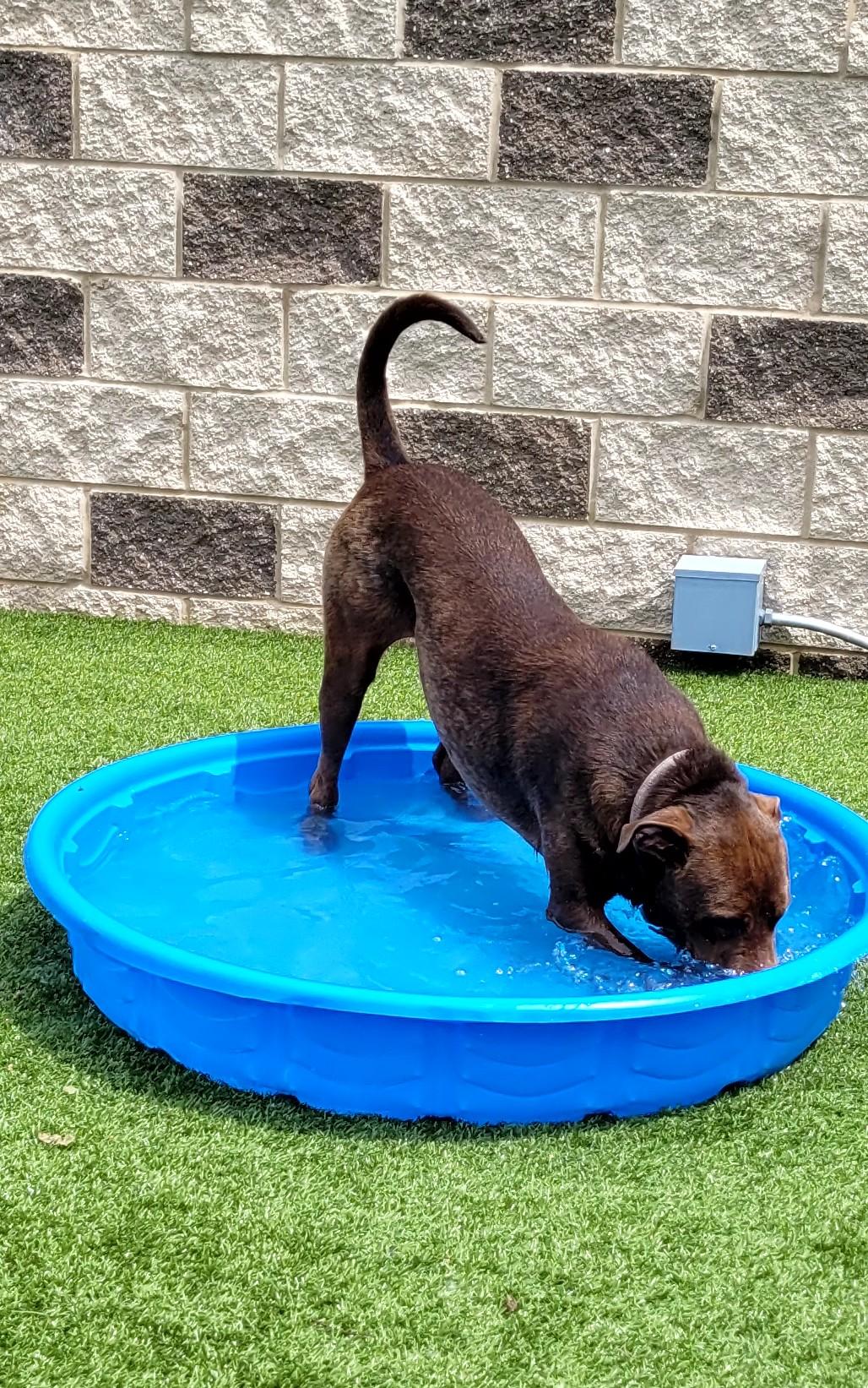 Enlarge Puddin, a Adopted mixed breed in Grand Rapids, MI image 4/5