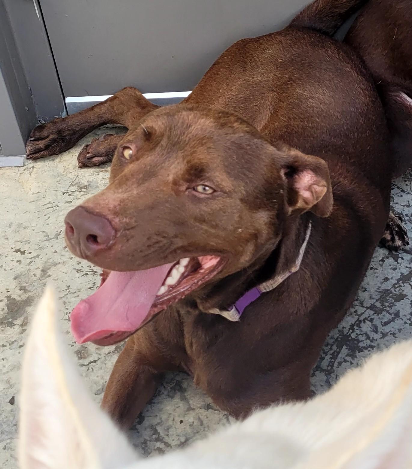 Enlarge Puddin, a Adopted mixed breed in Grand Rapids, MI image 5/5