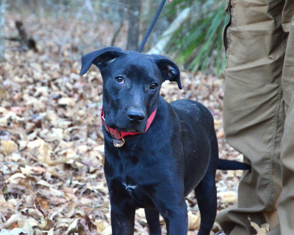 Enlarge Hayden, a Adoptable mixed breed in Willingboro, NJ image 1/6