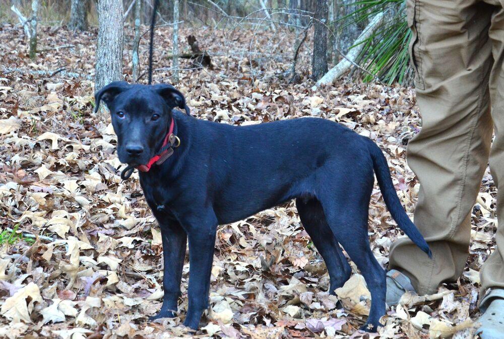 Enlarge Hayden, a Adoptable mixed breed in Willingboro, NJ image 2/6